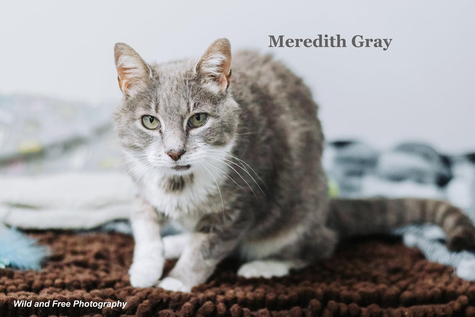 Meredith Gray, Adoptable, Adult Female Domestic Short Hair & Tabby.
