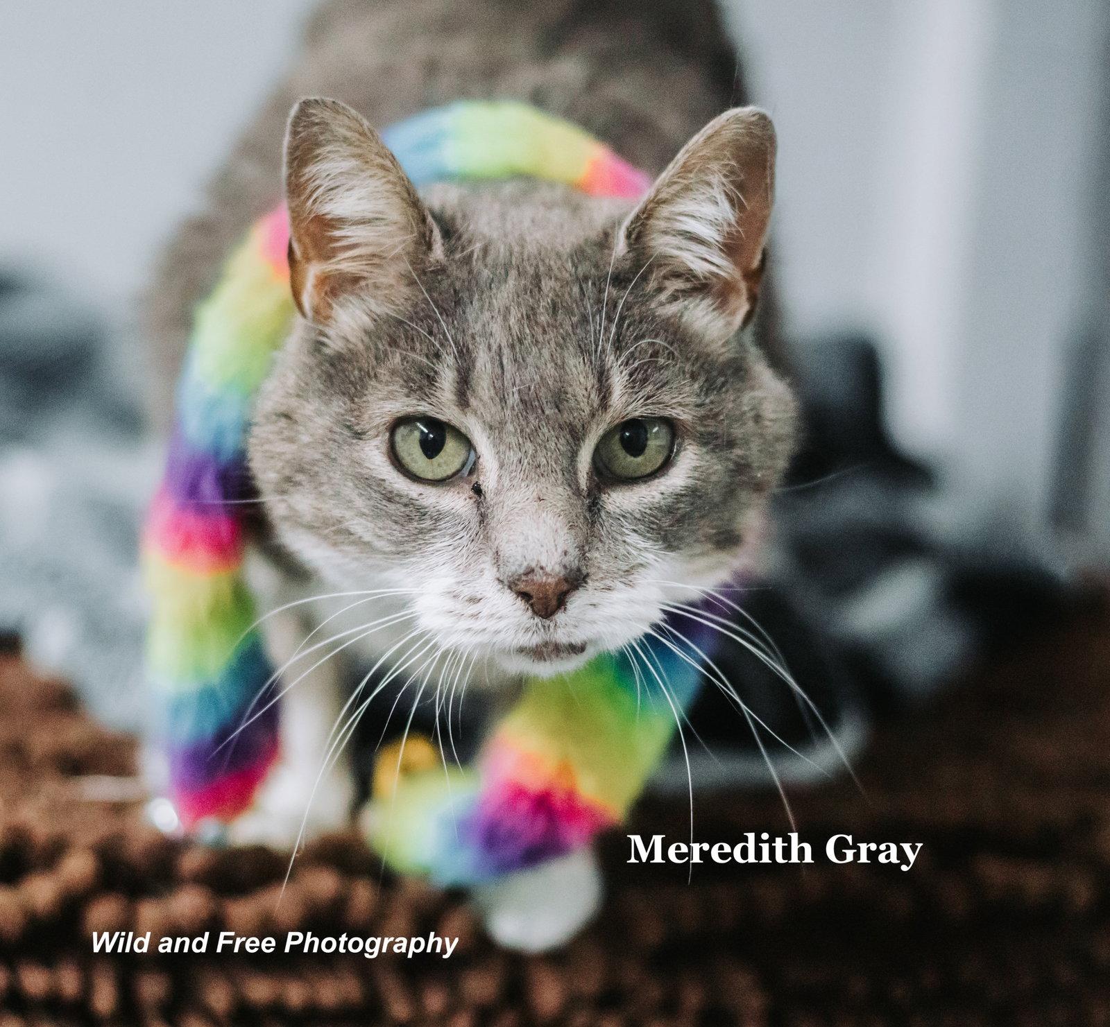 Meredith Gray, a Adoptable mixed breed in Morehead, KY image 2/3