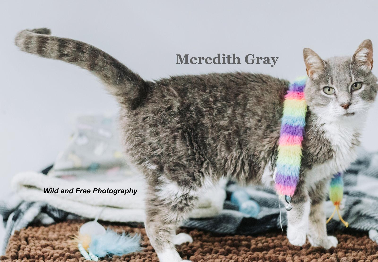 Meredith Gray, a Adoptable mixed breed in Morehead, KY image 3/3