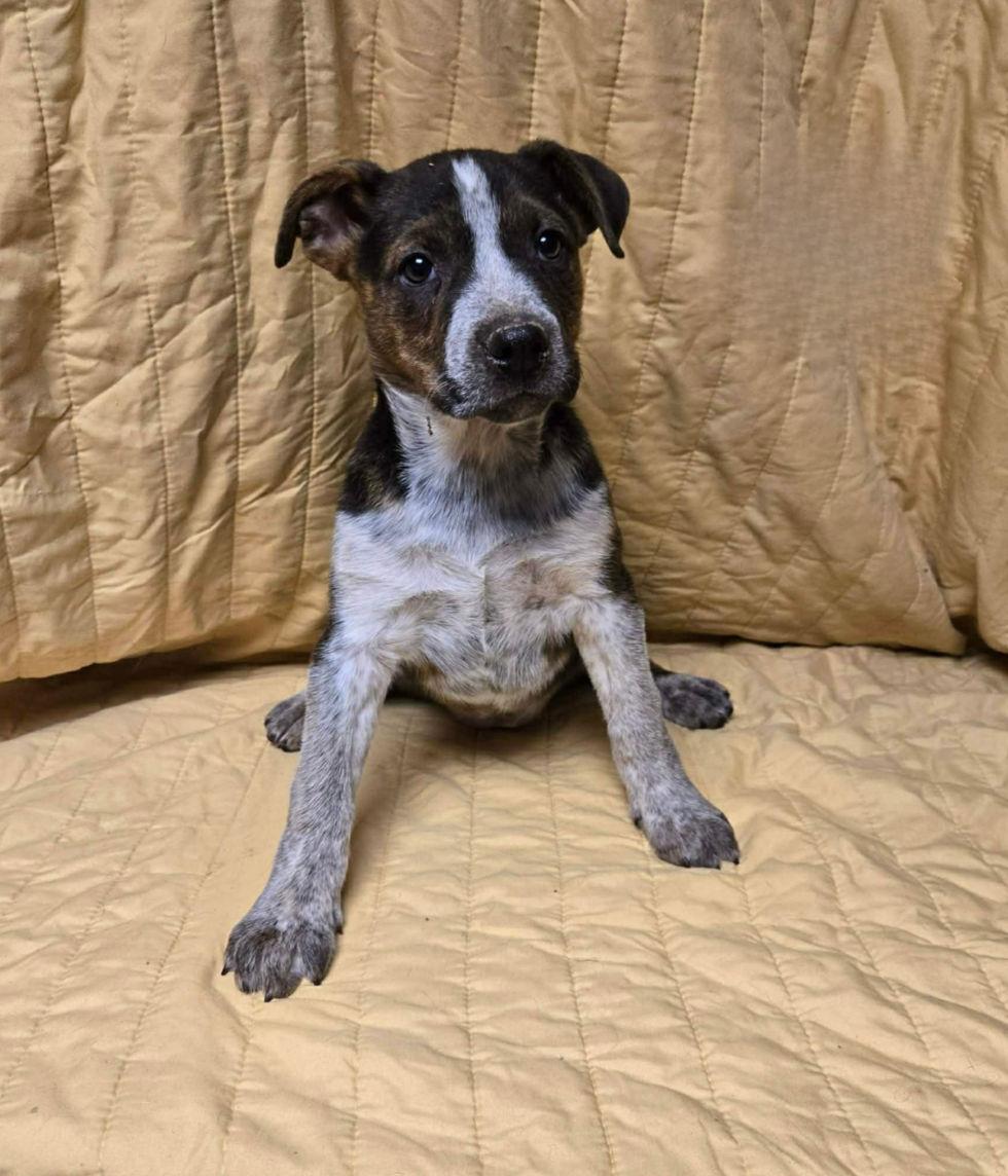 Brix, ADOPTABLE, Puppy Female Labrador Retriever & Australian Cattle Dog / Blue Heeler.