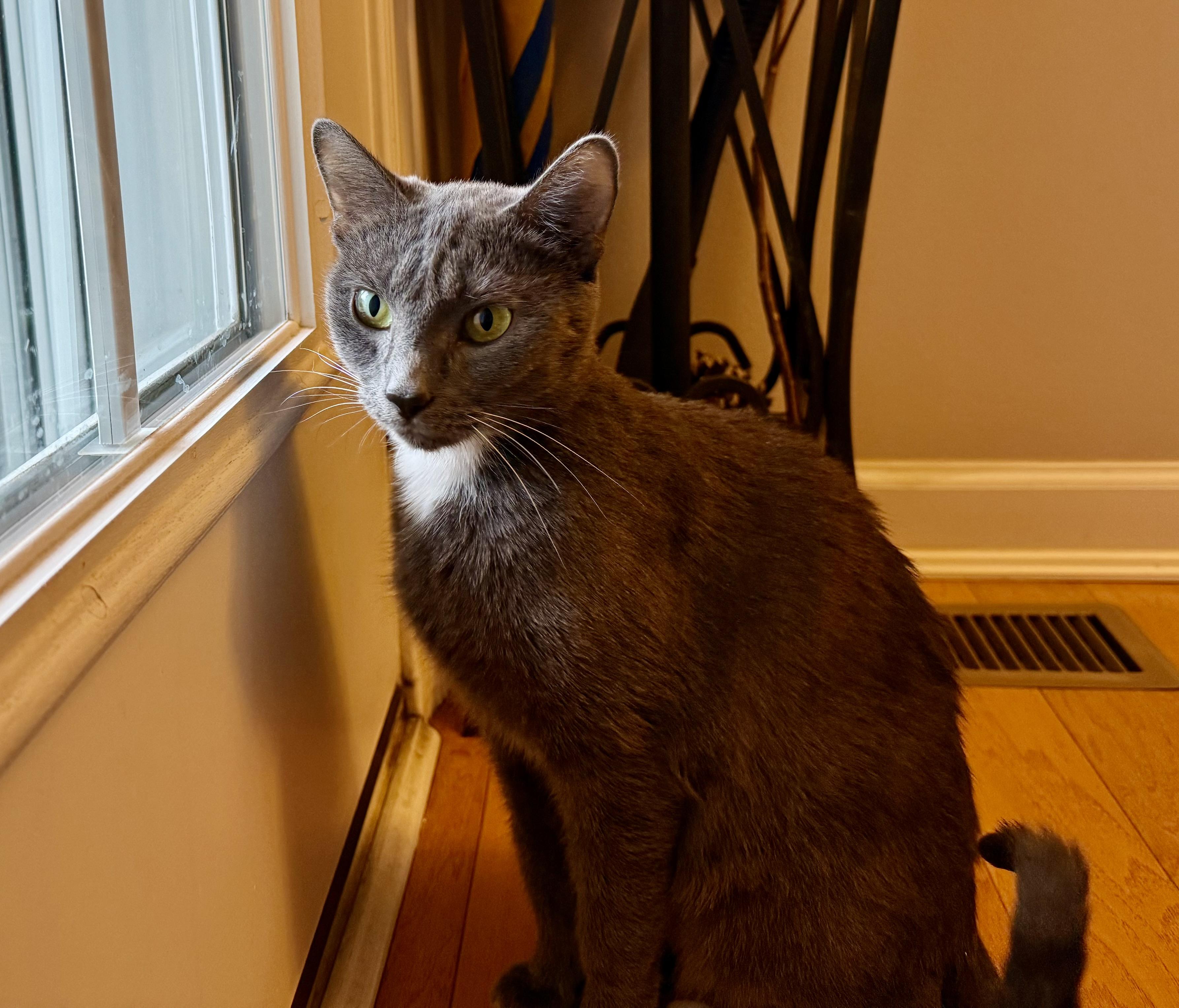 Enlarge Holly the Mama Cat , a ADOPTABLE Domestic Short Hair in Fairfax, VA image 4/6