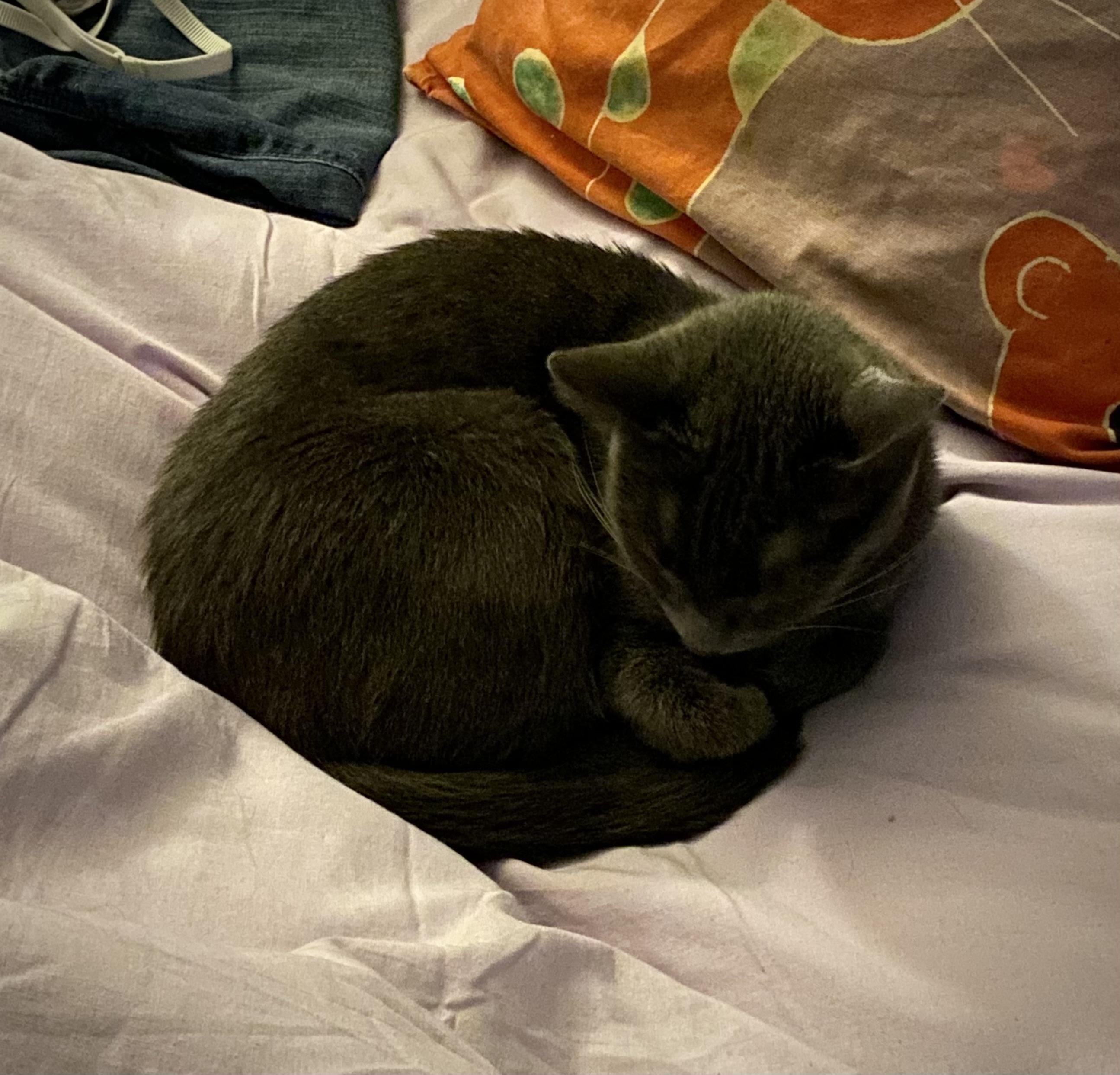 Enlarge Holly the Mama Cat , a ADOPTABLE Domestic Short Hair in Fairfax, VA image 5/6