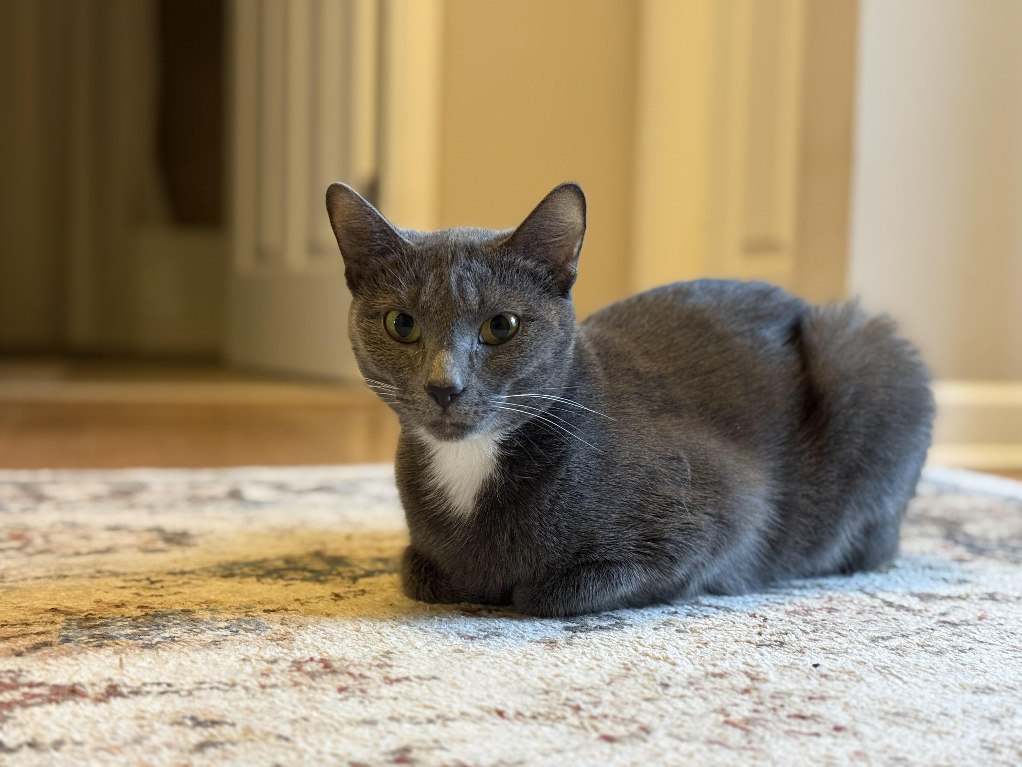 Enlarge Holly the Mama Cat , a ADOPTABLE Domestic Short Hair in Fairfax, VA image 1/6