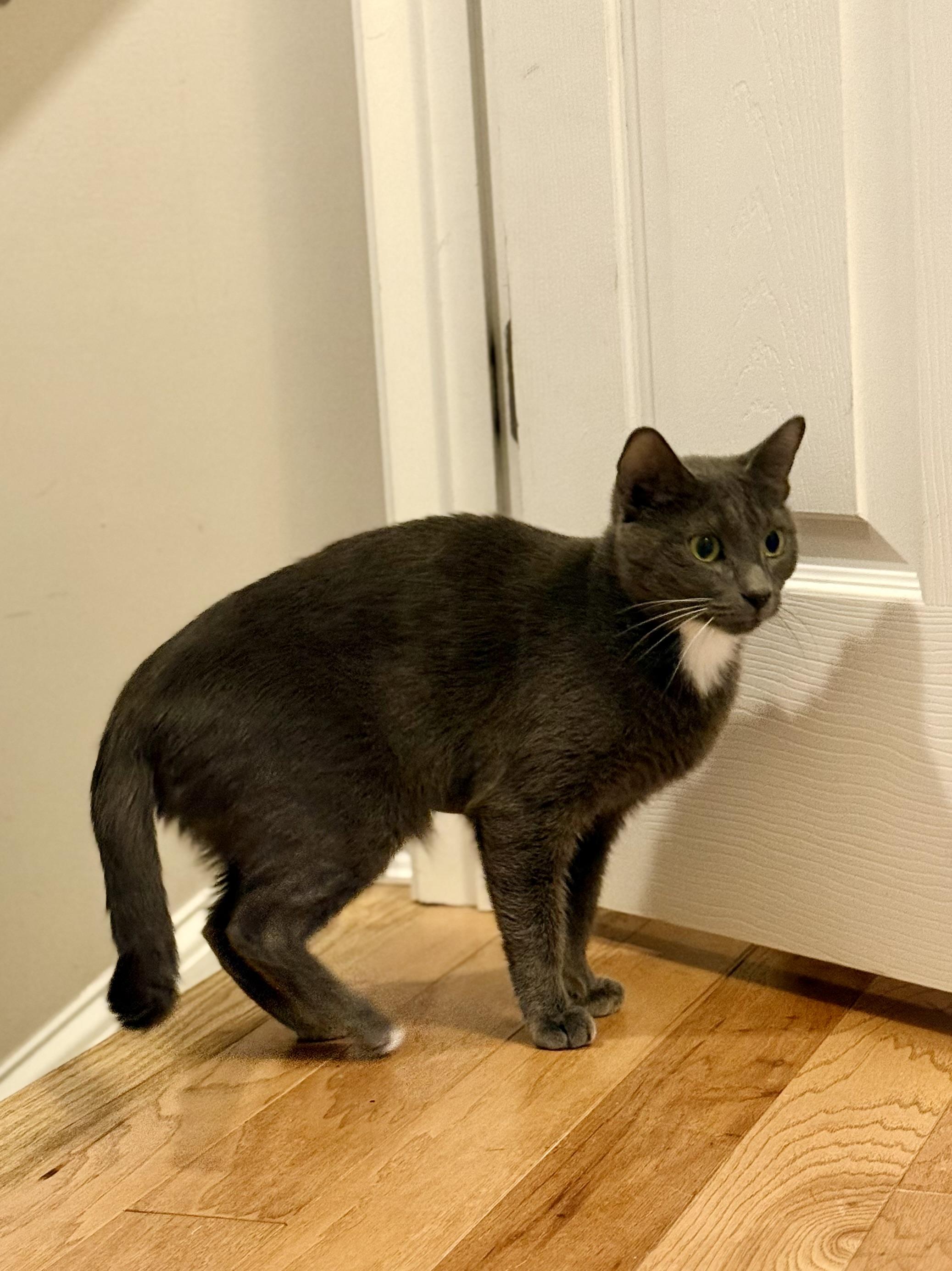 Enlarge Holly the Mama Cat , a ADOPTABLE Domestic Short Hair in Fairfax, VA image 3/6