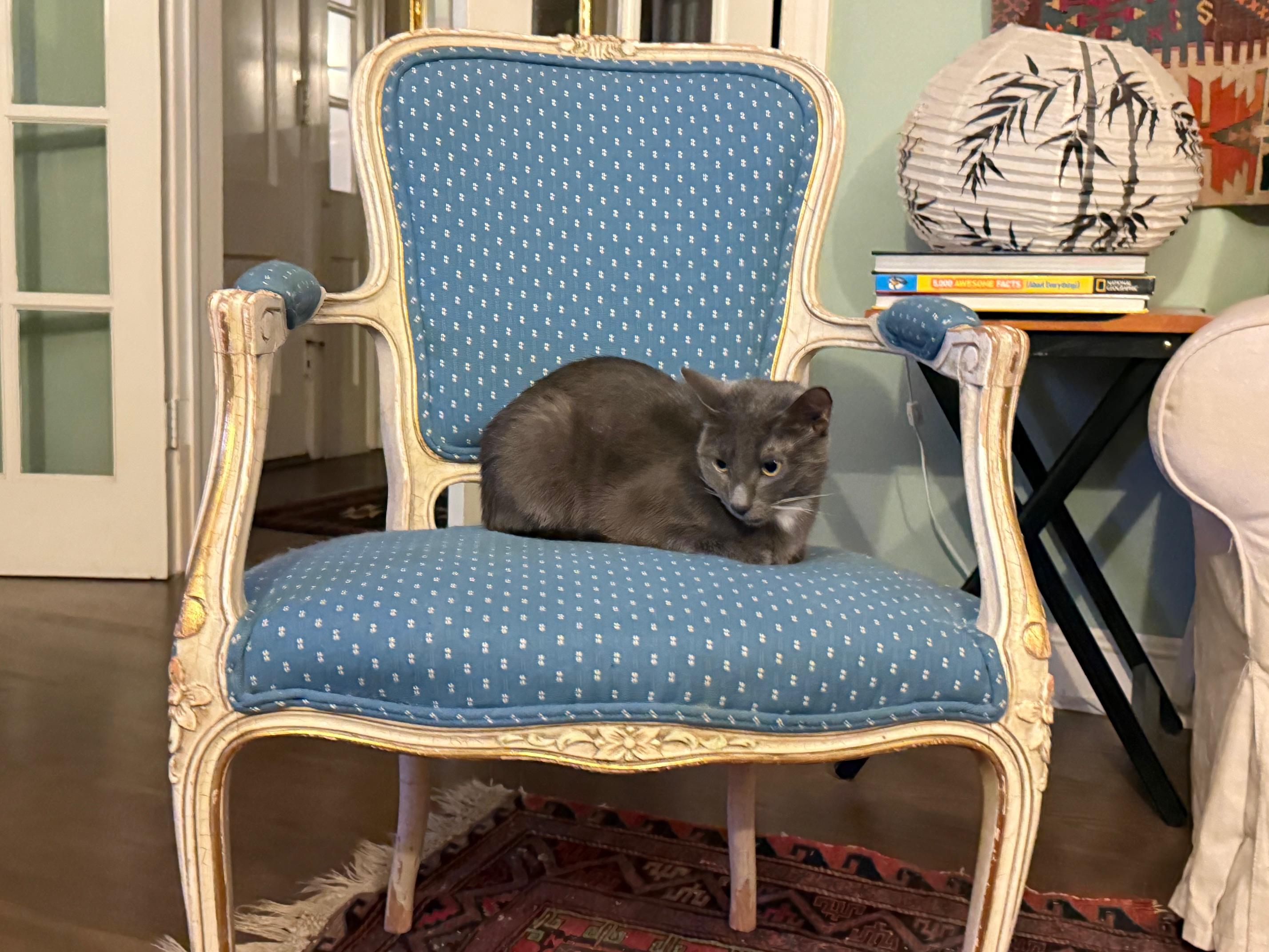 Enlarge Holly the Mama Cat , a ADOPTABLE Domestic Short Hair in Fairfax, VA image 6/6