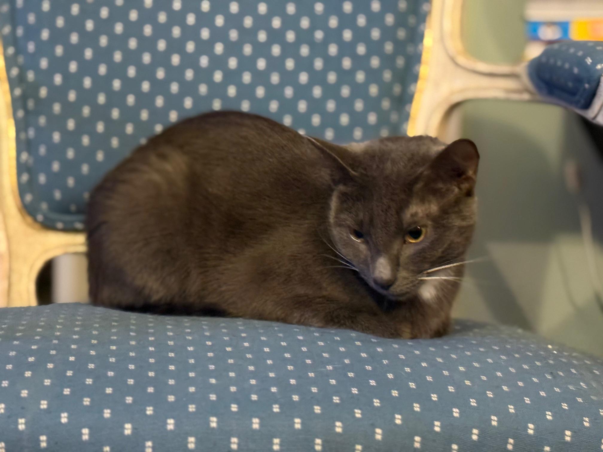 Enlarge Holly the Mama Cat , a ADOPTABLE Domestic Short Hair in Fairfax, VA image 2/6