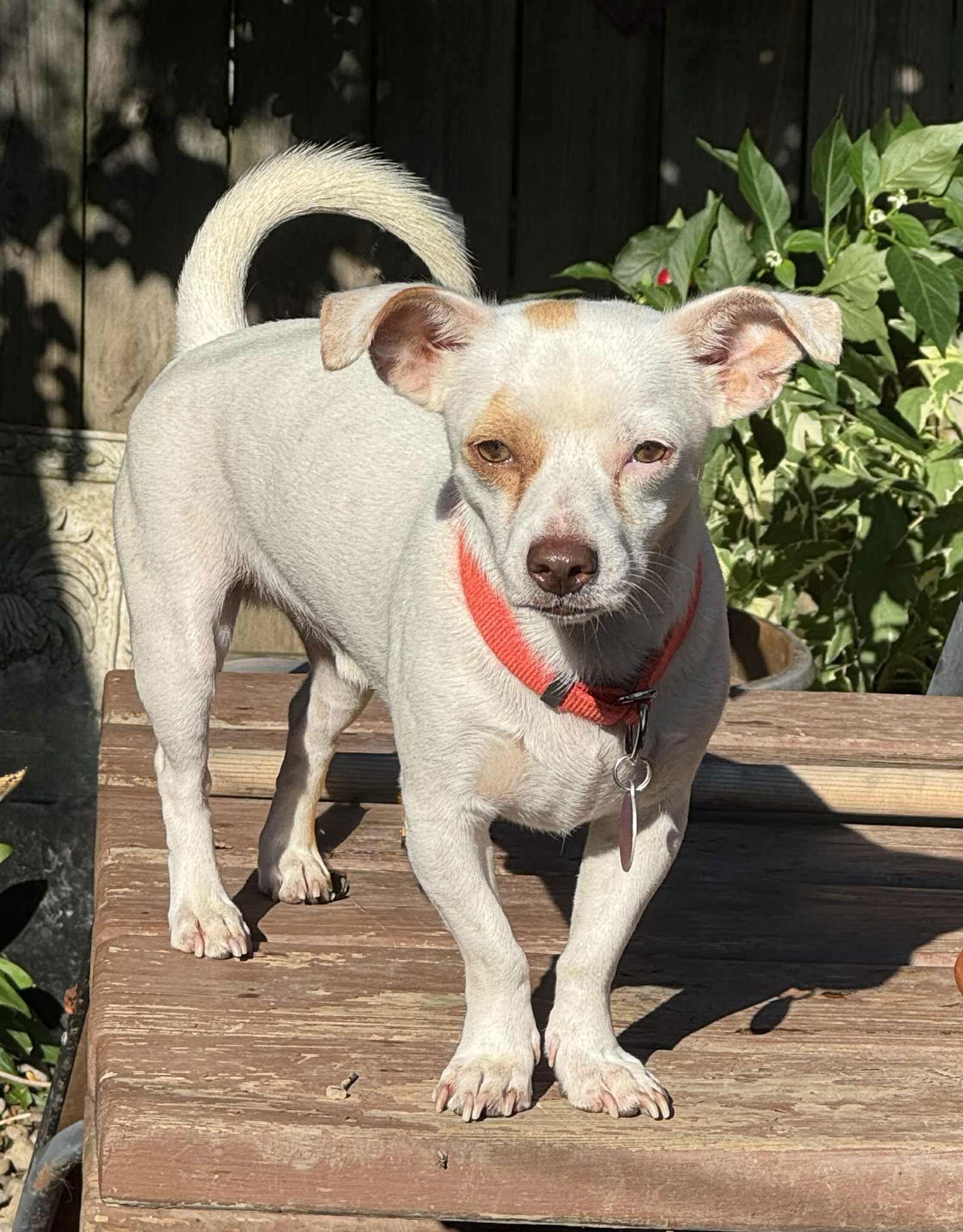 Copper Top, Adopted, Adult Male Jack Russell Terrier & Chihuahua.