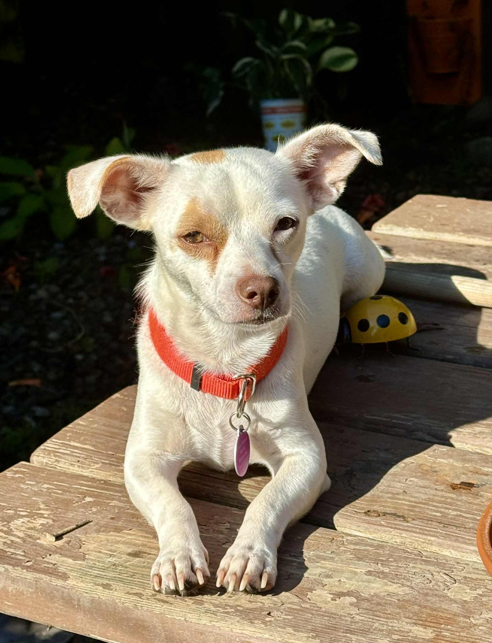 Copper Top, a Adopted mixed breed in Buffalo, NY image 2/3