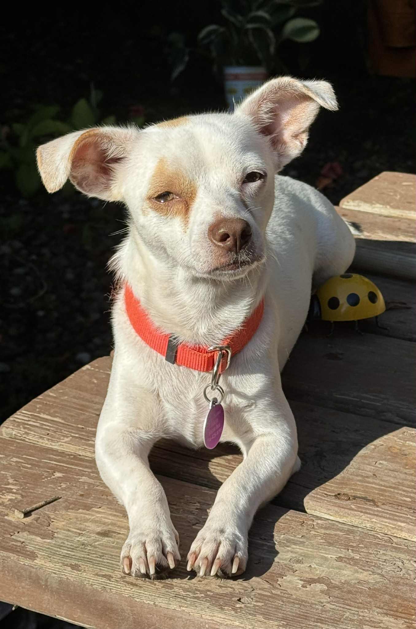 Copper Top, a Adopted mixed breed in Buffalo, NY image 3/3