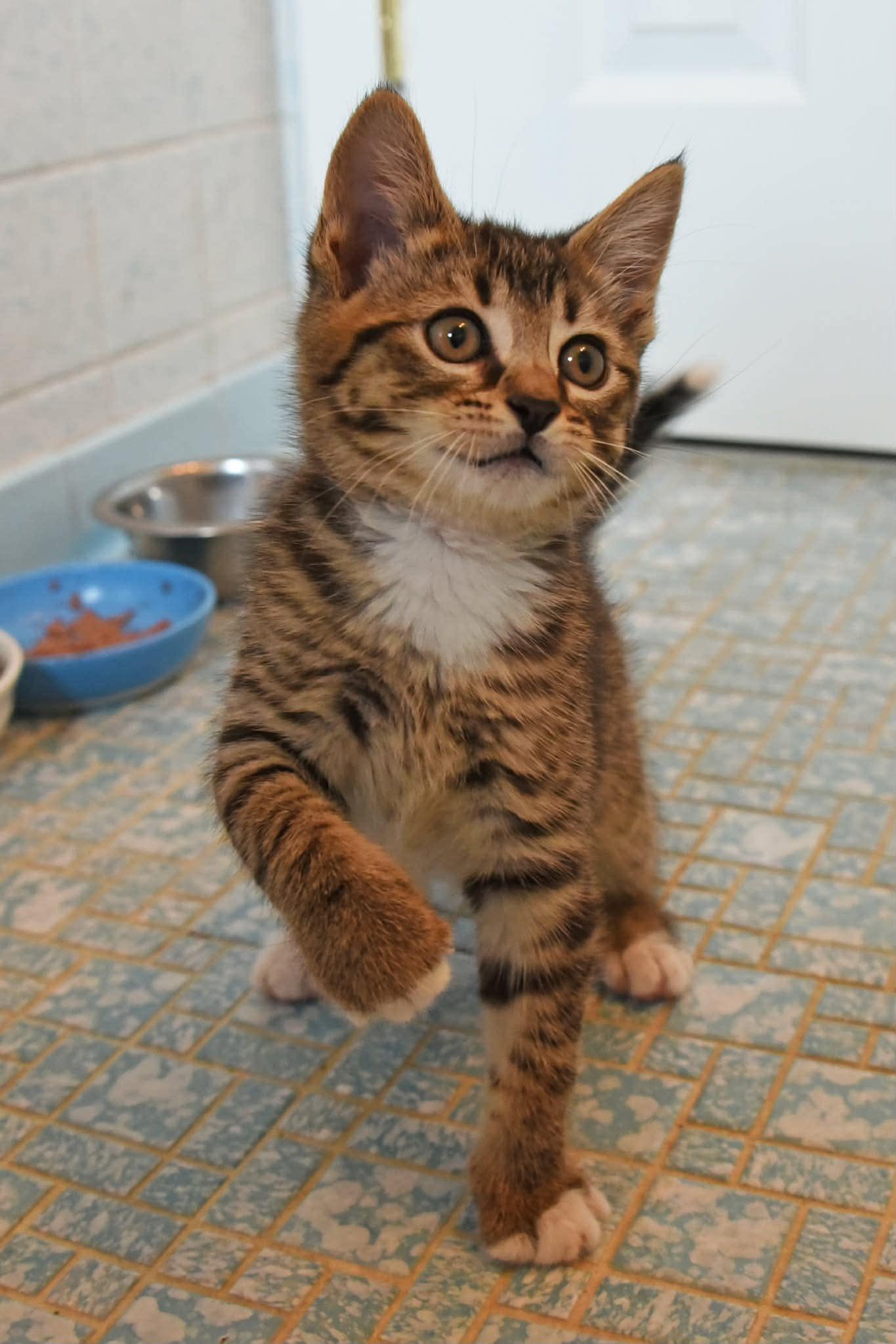 Rocky and Bullwinkle, a ADOPTABLE American Shorthair in Johnstown, NY image 6/6