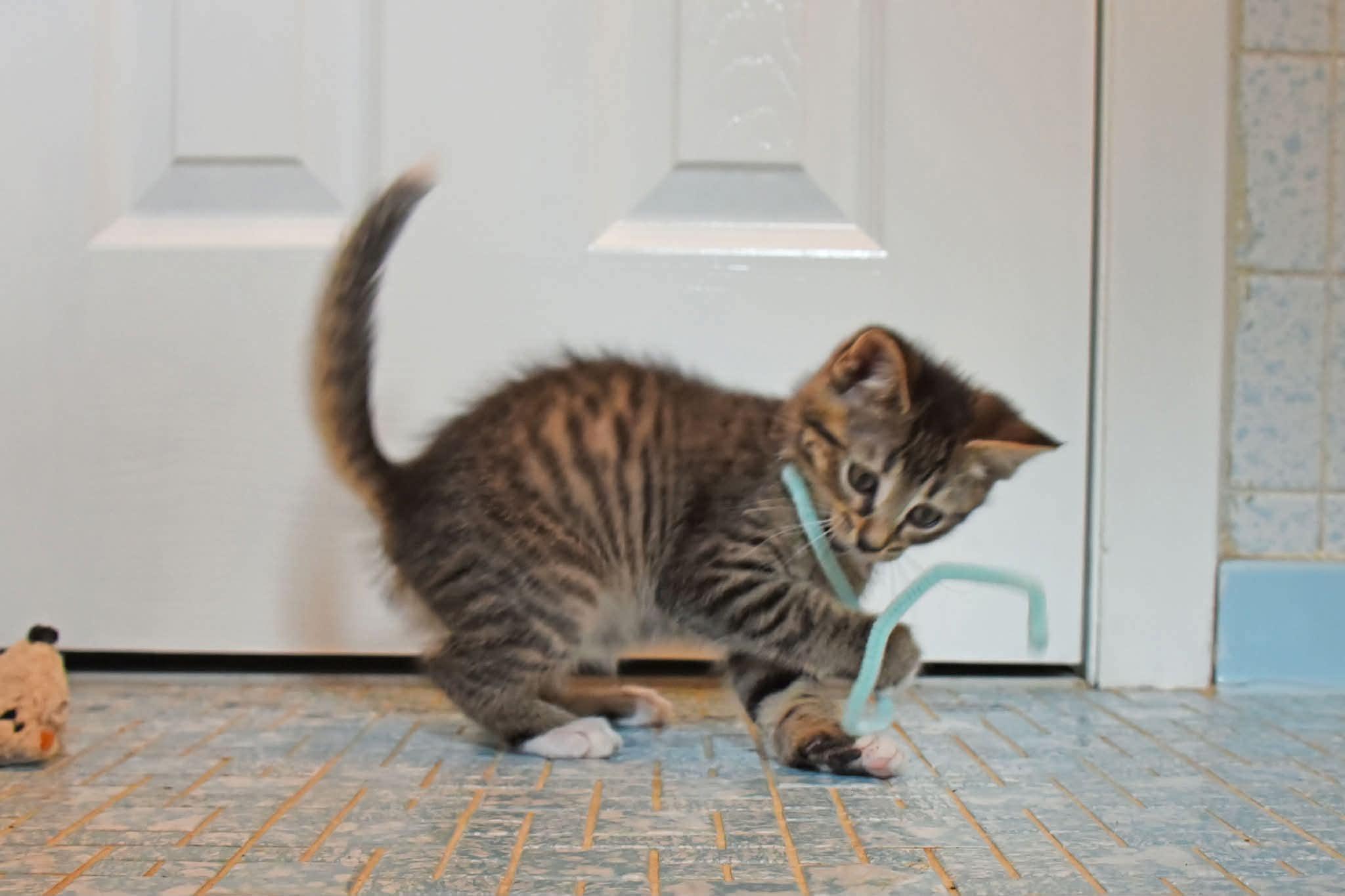 Rocky and Bullwinkle, a ADOPTABLE American Shorthair in Johnstown, NY image 3/6