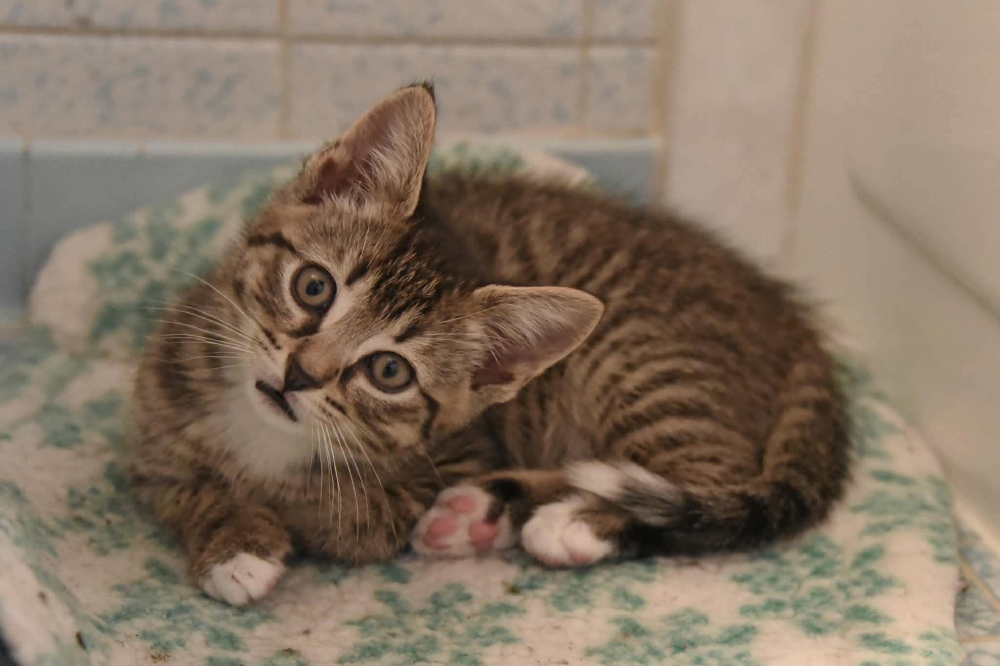 Rocky and Bullwinkle, a ADOPTABLE American Shorthair in Johnstown, NY image 4/6