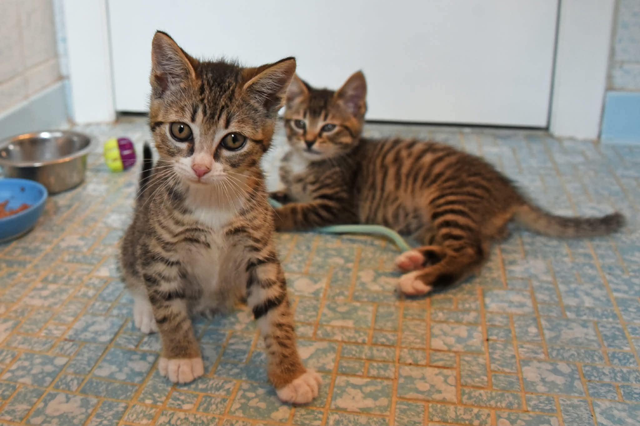 Rocky and Bullwinkle, ADOPTABLE, Kitten Male American Shorthair.