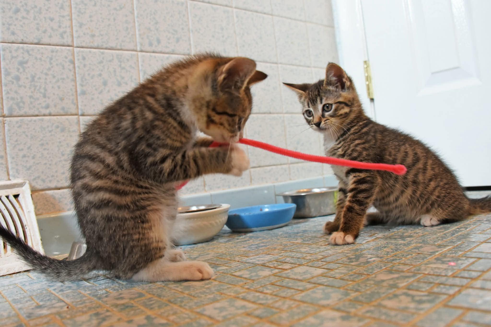 Rocky and Bullwinkle, a ADOPTABLE American Shorthair in Johnstown, NY image 2/6