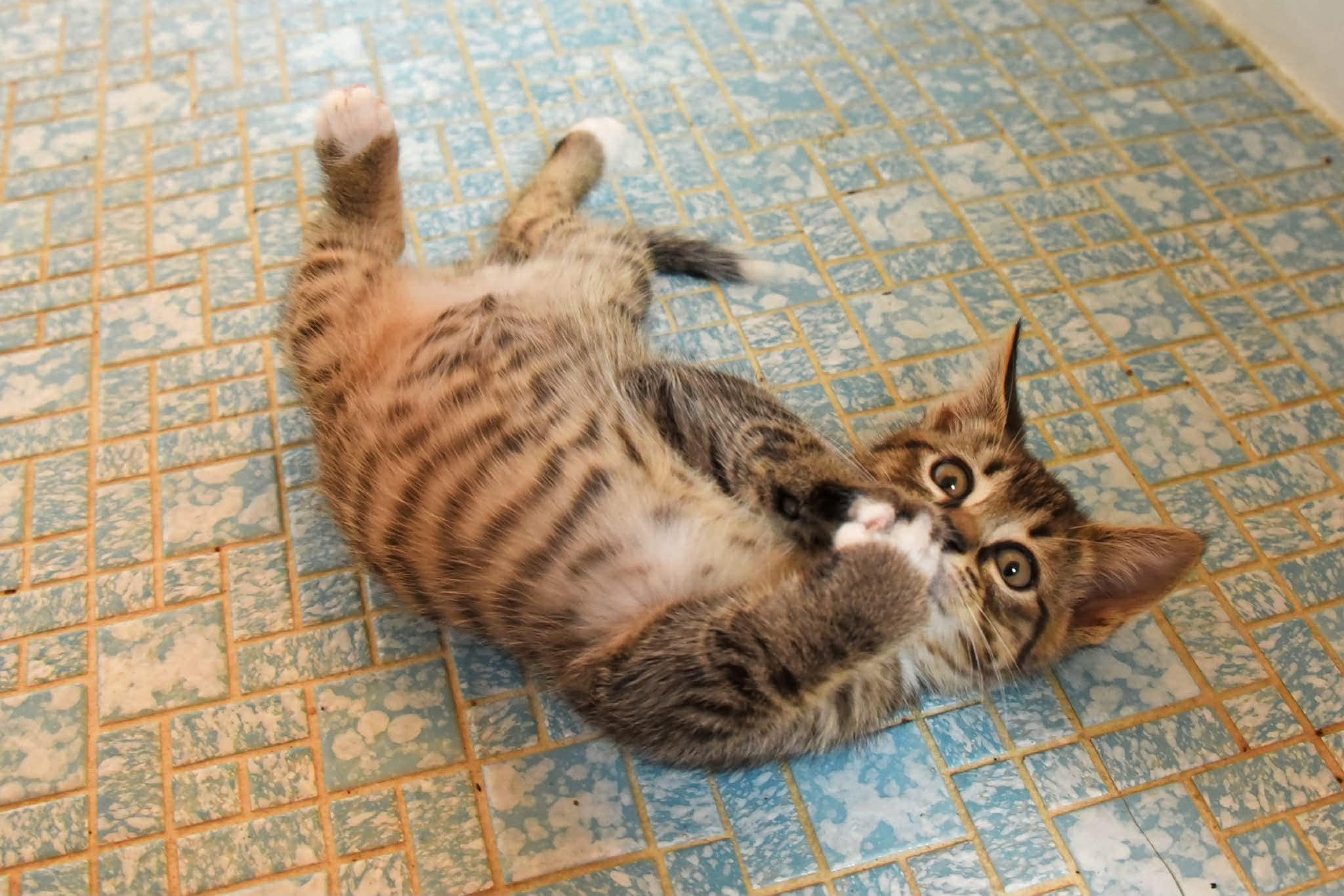 Rocky and Bullwinkle, a ADOPTABLE American Shorthair in Johnstown, NY image 5/6