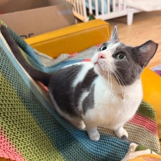 Cheddar Cheese — thumbnail 2