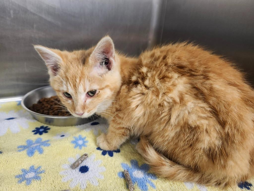 EMBER, Adoptable, Kitten Female Domestic Medium Hair.