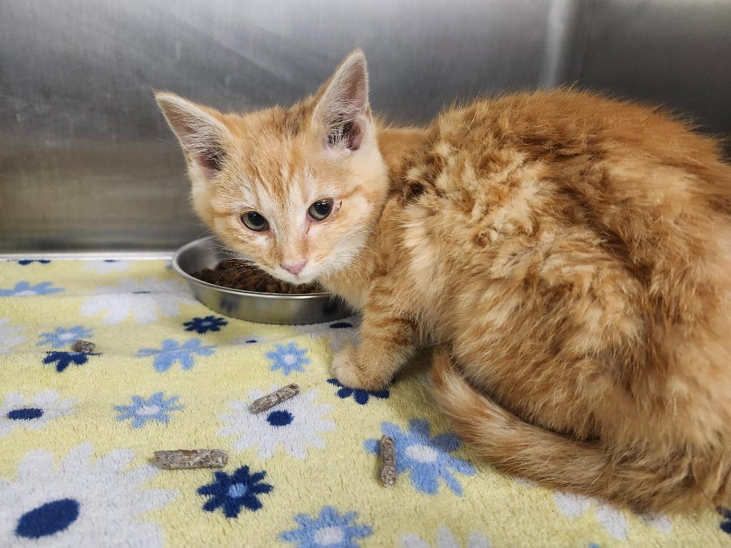 EMBER, a Adoptable mixed breed in Athens, AL image 2/3