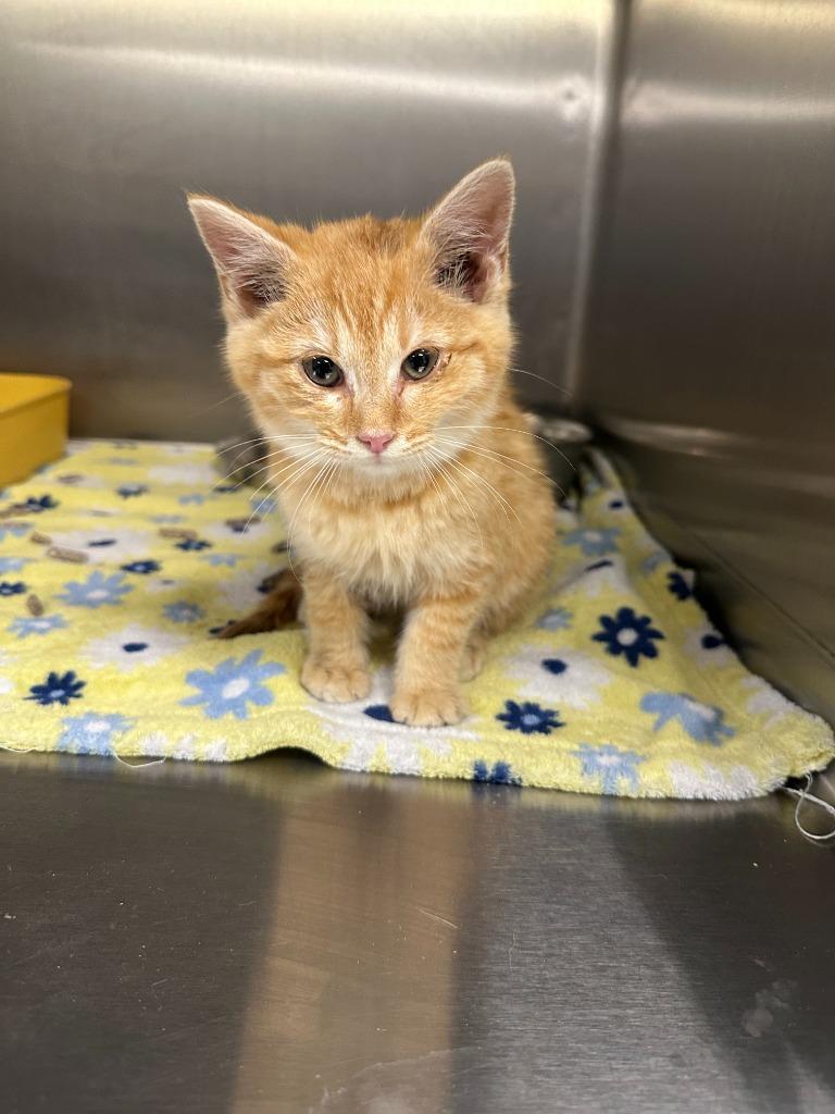 EMBER, a Adoptable mixed breed in Athens, AL image 3/3