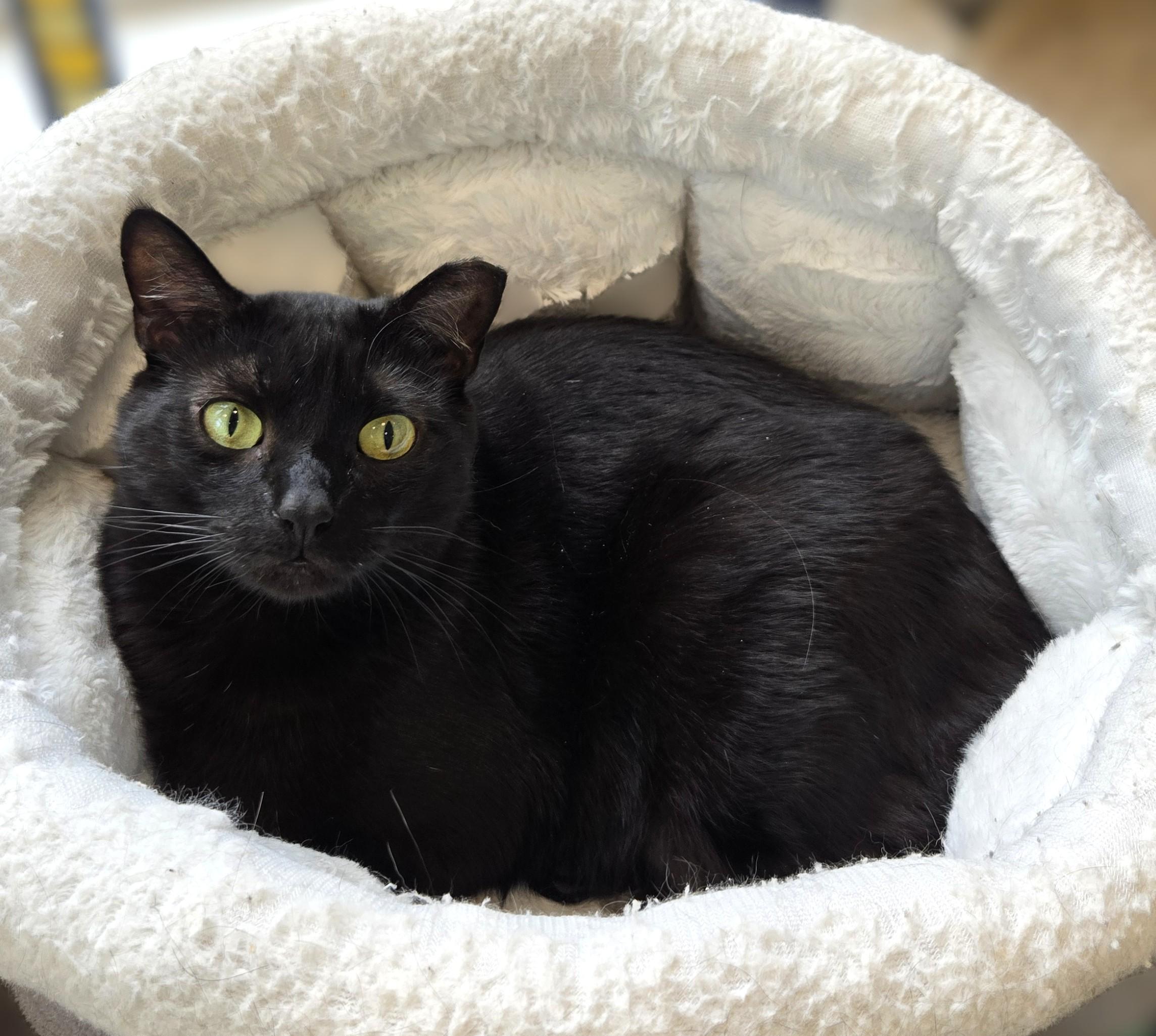 Daphne, Adoptable, Adult Female Domestic Short Hair.