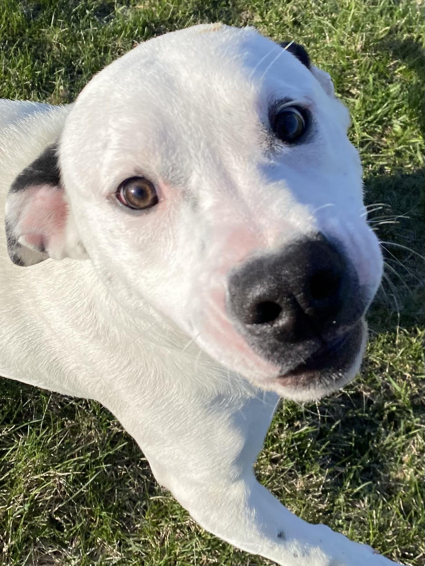 Enlarge BUTCH, an adopted Mixed Breed in Dixon, IL image 1/1