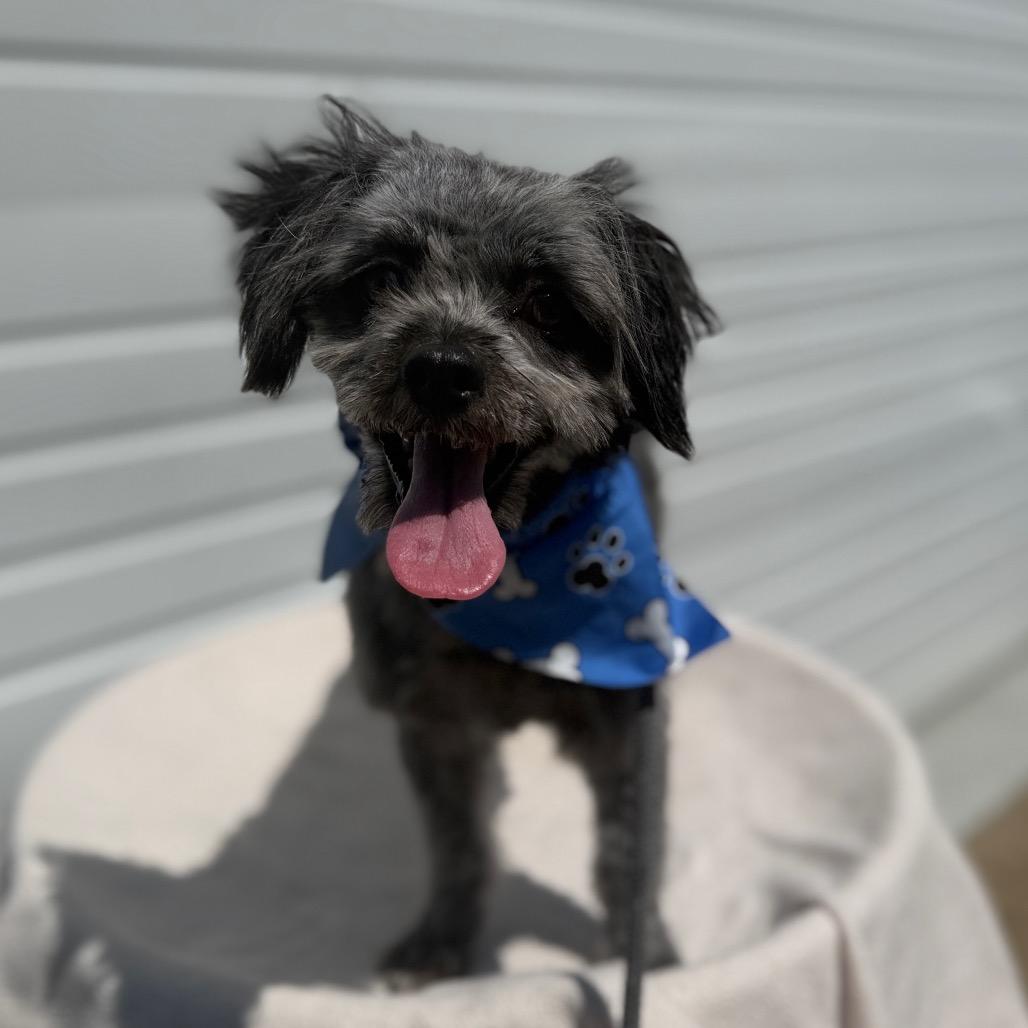 Pip, a Adoptable Terrier in Newberg, OR image 1/5