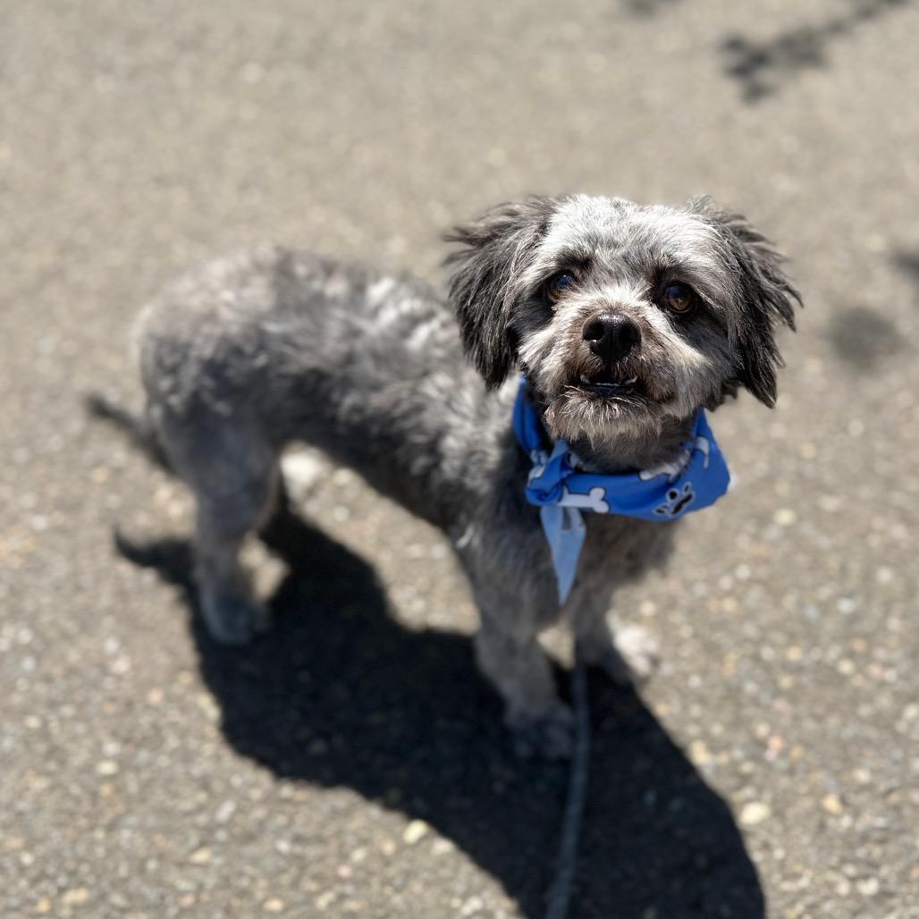 Pip, a Adoptable Terrier in Newberg, OR image 2/5