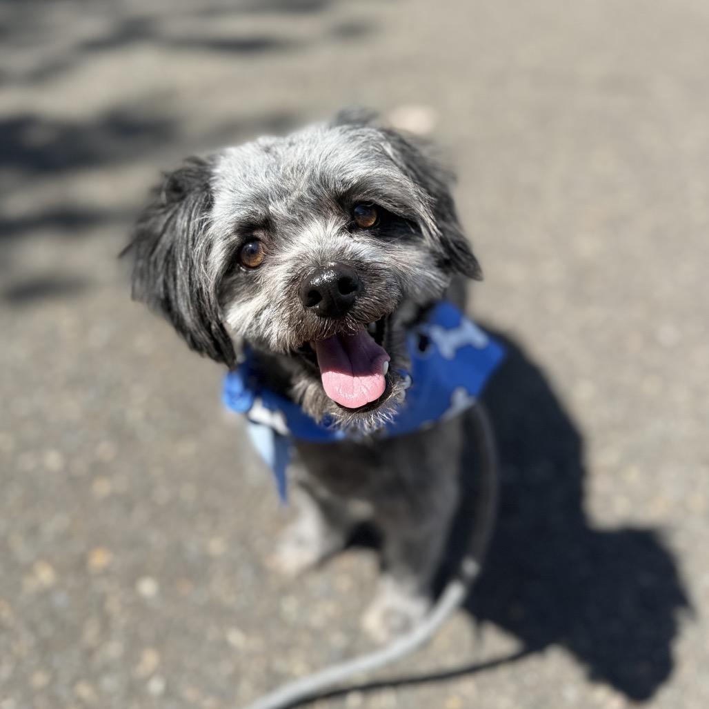 Pip, a Adoptable Terrier in Newberg, OR image 3/5