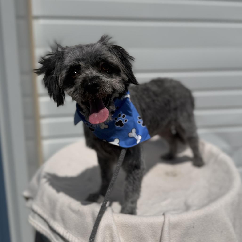 Pip, a Adoptable Terrier in Newberg, OR image 4/5