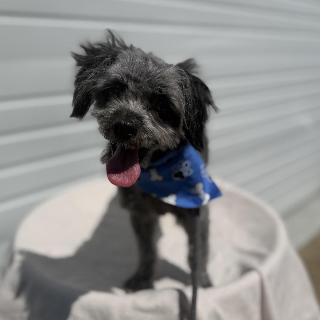 Pip, a Adoptable Terrier in Newberg, OR image 5/5