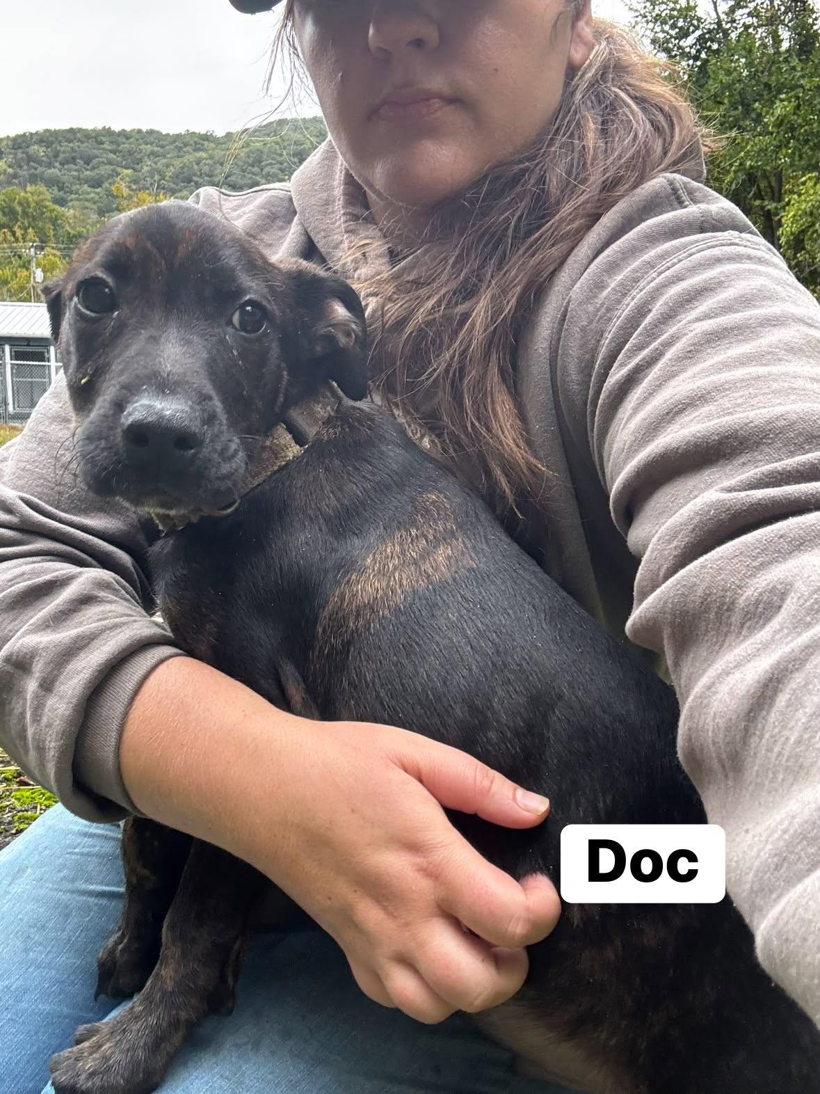 Enlarge Doc(13wo, 17lbs), a Adoptable Hound in Hinton, WV image 1/2