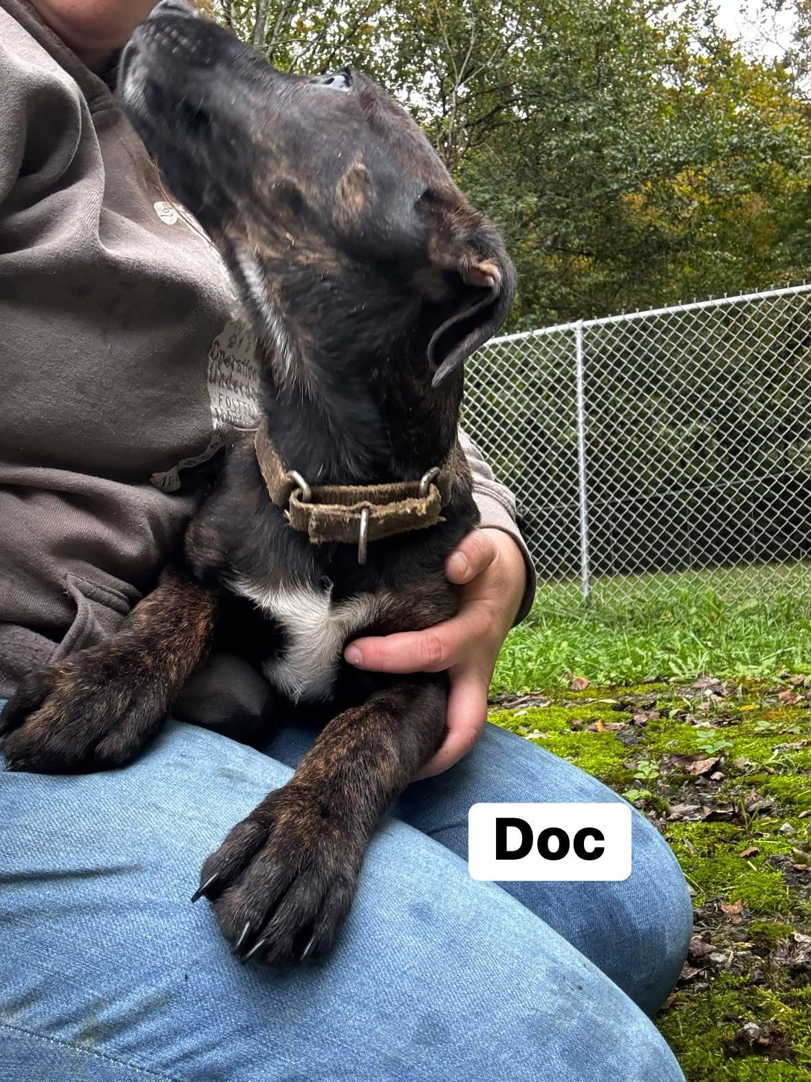 Enlarge Doc(13wo, 17lbs), a Adoptable Hound in Hinton, WV image 2/2