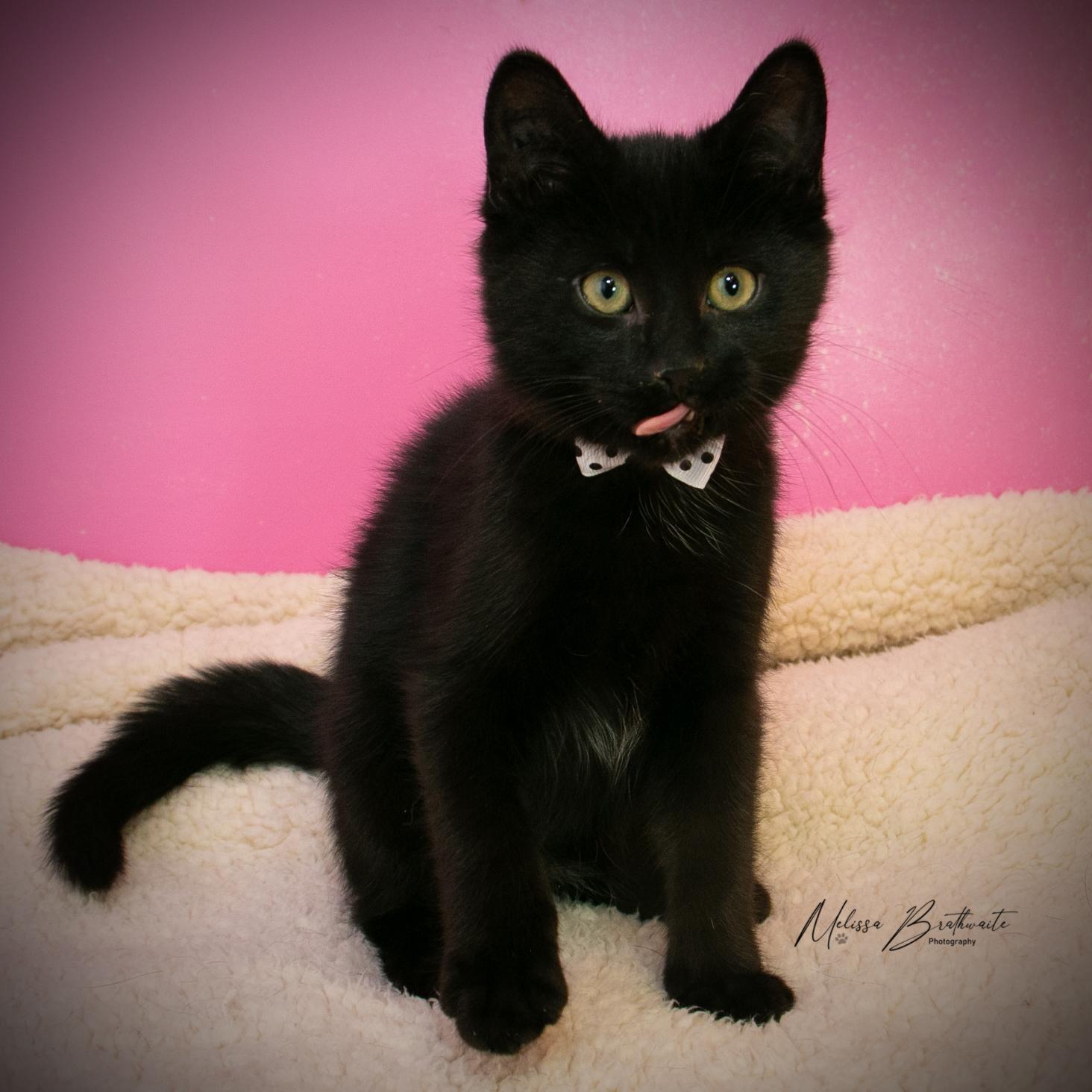 Enlarge Trevor, a Adoptable Domestic Short Hair in Calgary, AB image 3/3