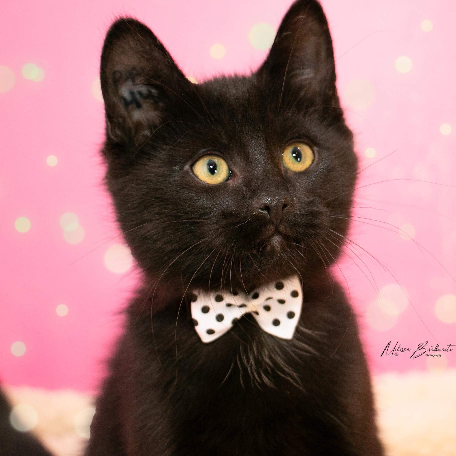 Enlarge Trevor, a Adoptable Domestic Short Hair in Calgary, AB image 1/3
