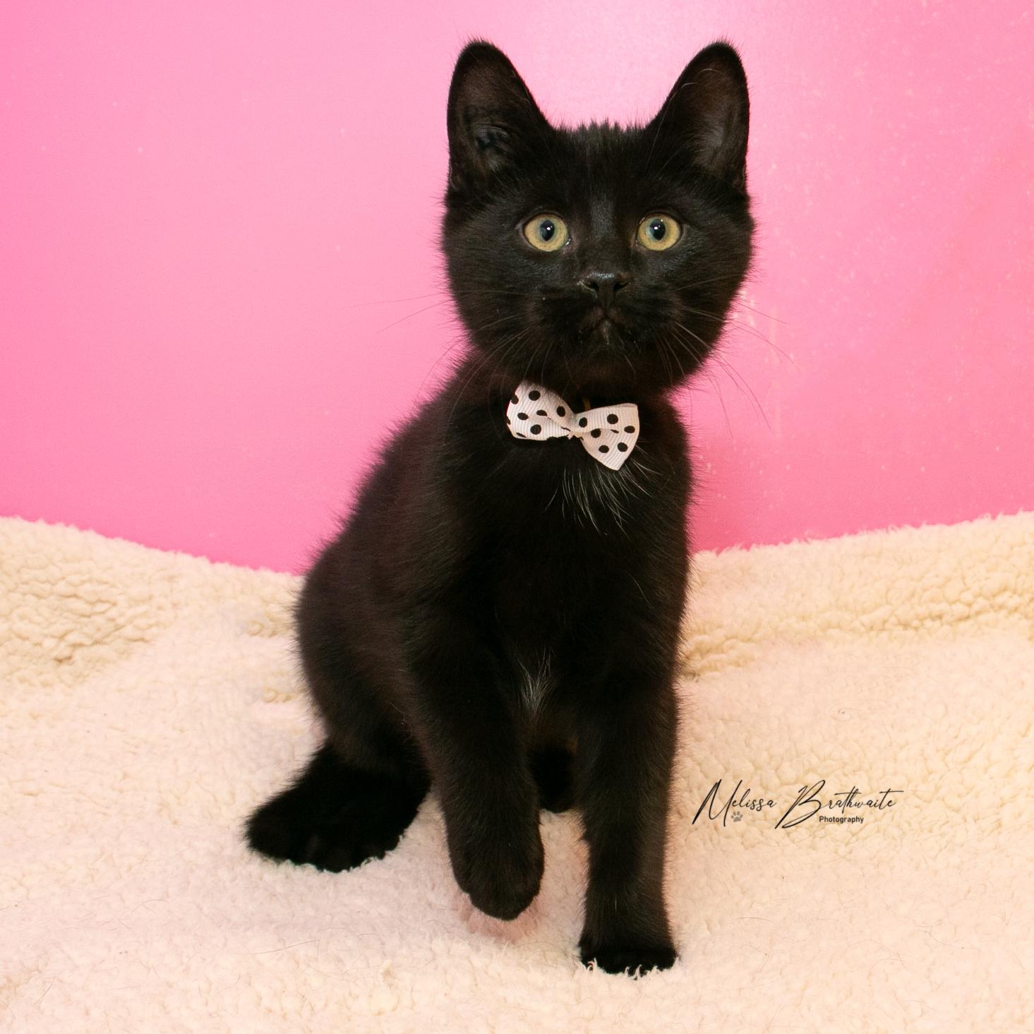Enlarge Trevor, a Adoptable Domestic Short Hair in Calgary, AB image 2/3