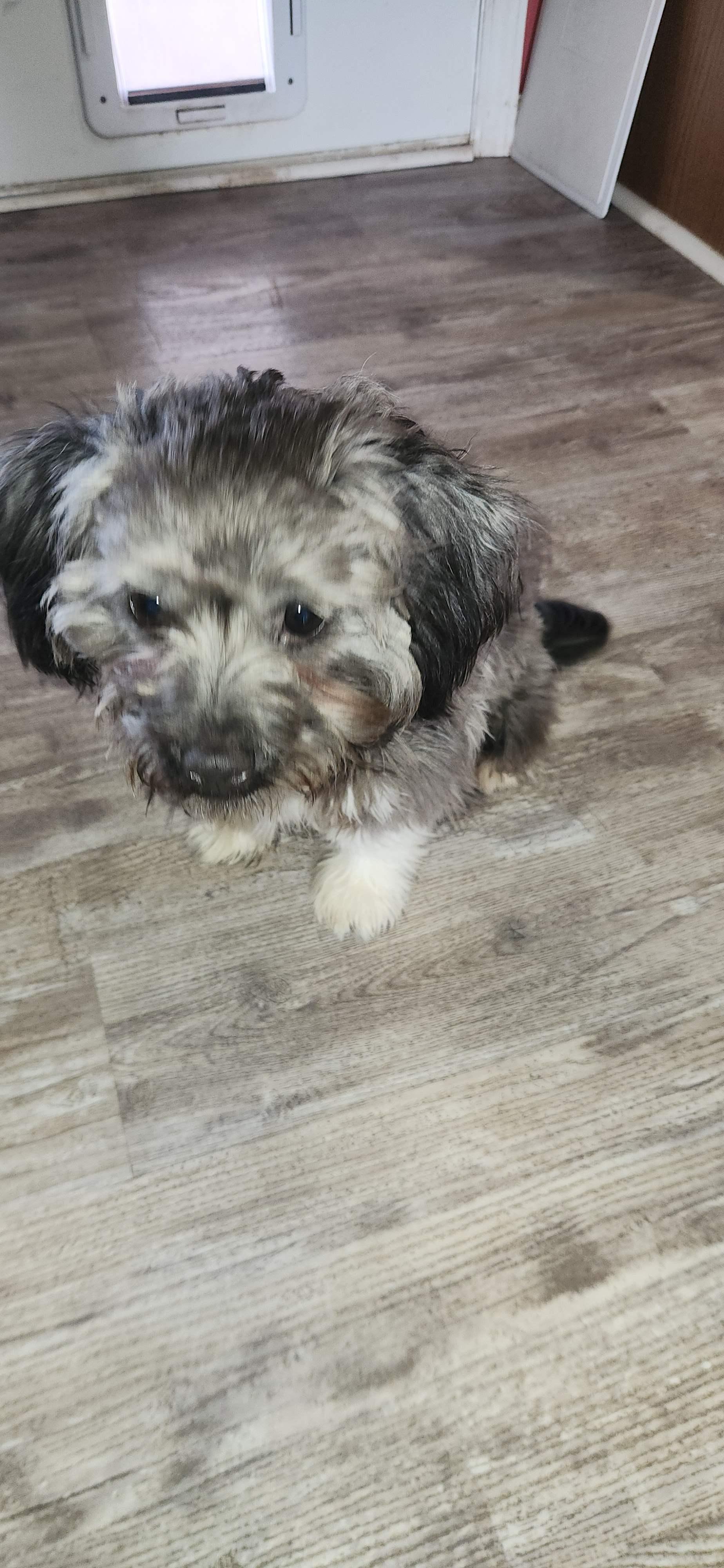 Enlarge Willa, an adopted mixed breed in Franklin, TN image 2/2