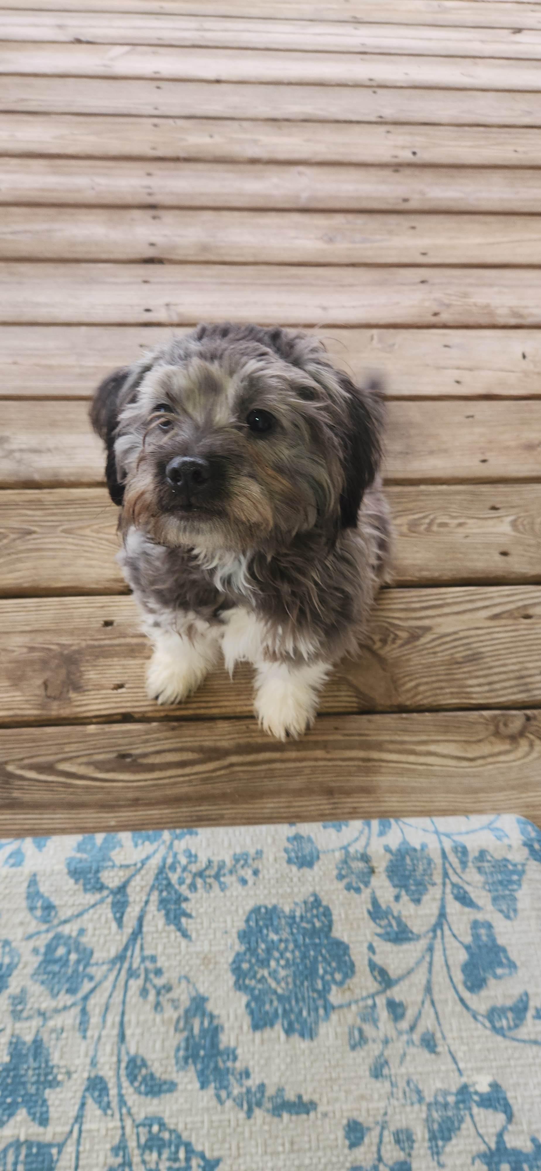 Enlarge Willa, an adopted mixed breed in Franklin, TN image 1/2