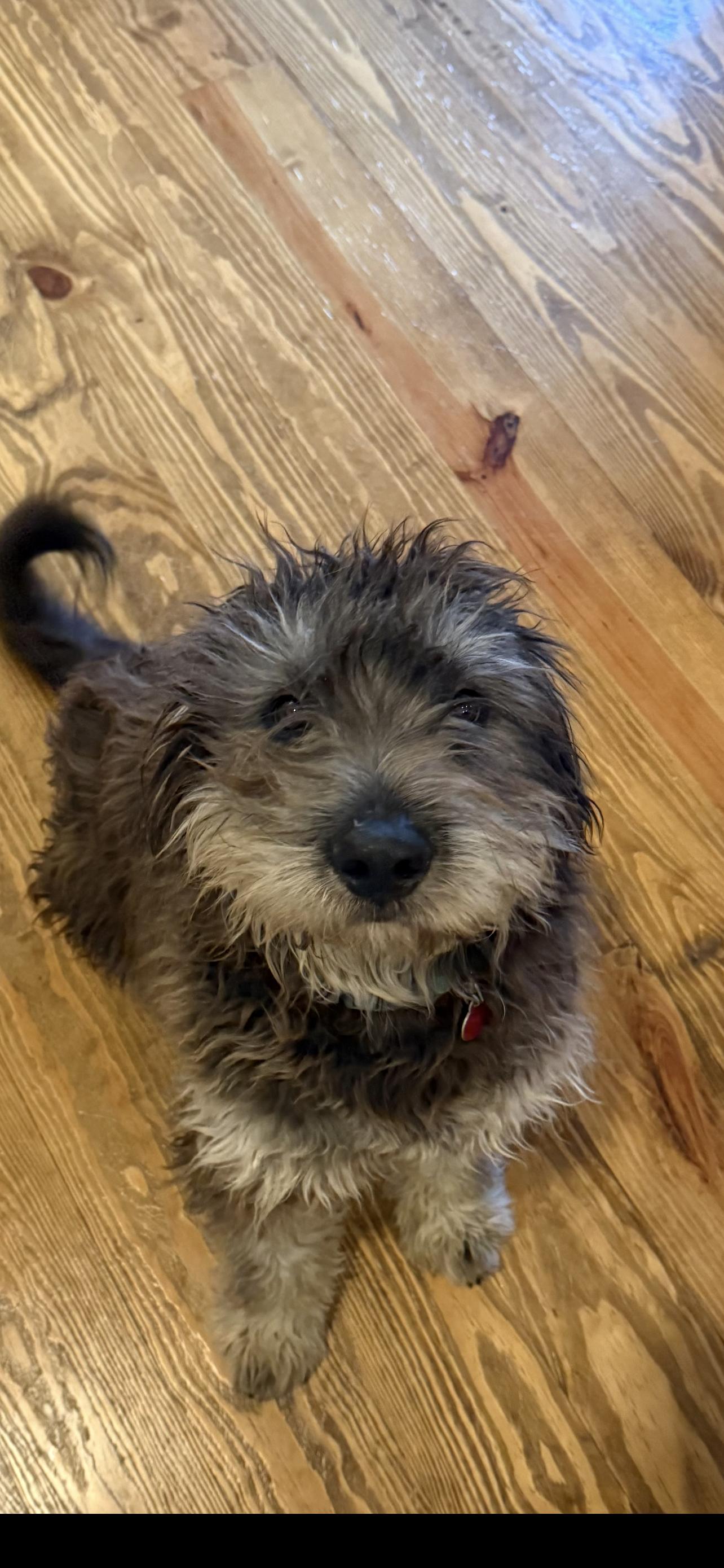 Willa, ADOPTABLE, Young Female Lhasa Apso & Shih Tzu.