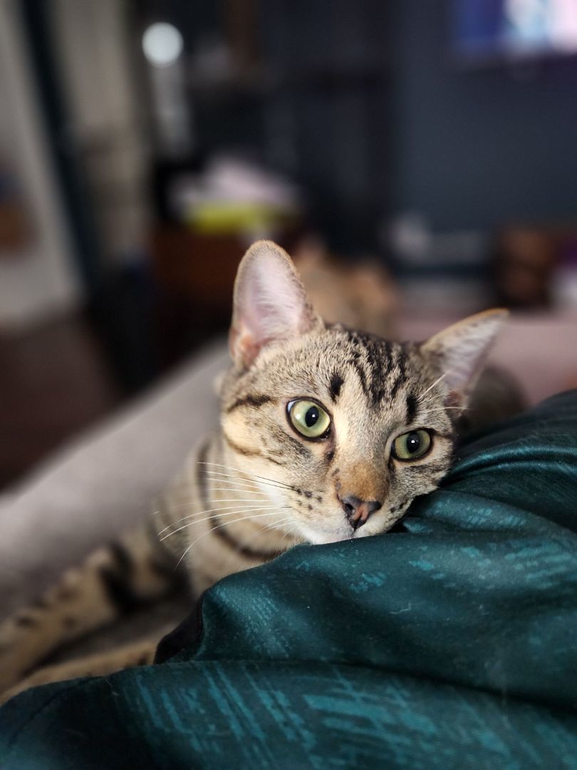 Butch, an adoptable Domestic Short Hair in RICHMOND, TX, 77406 | Photo Image 3