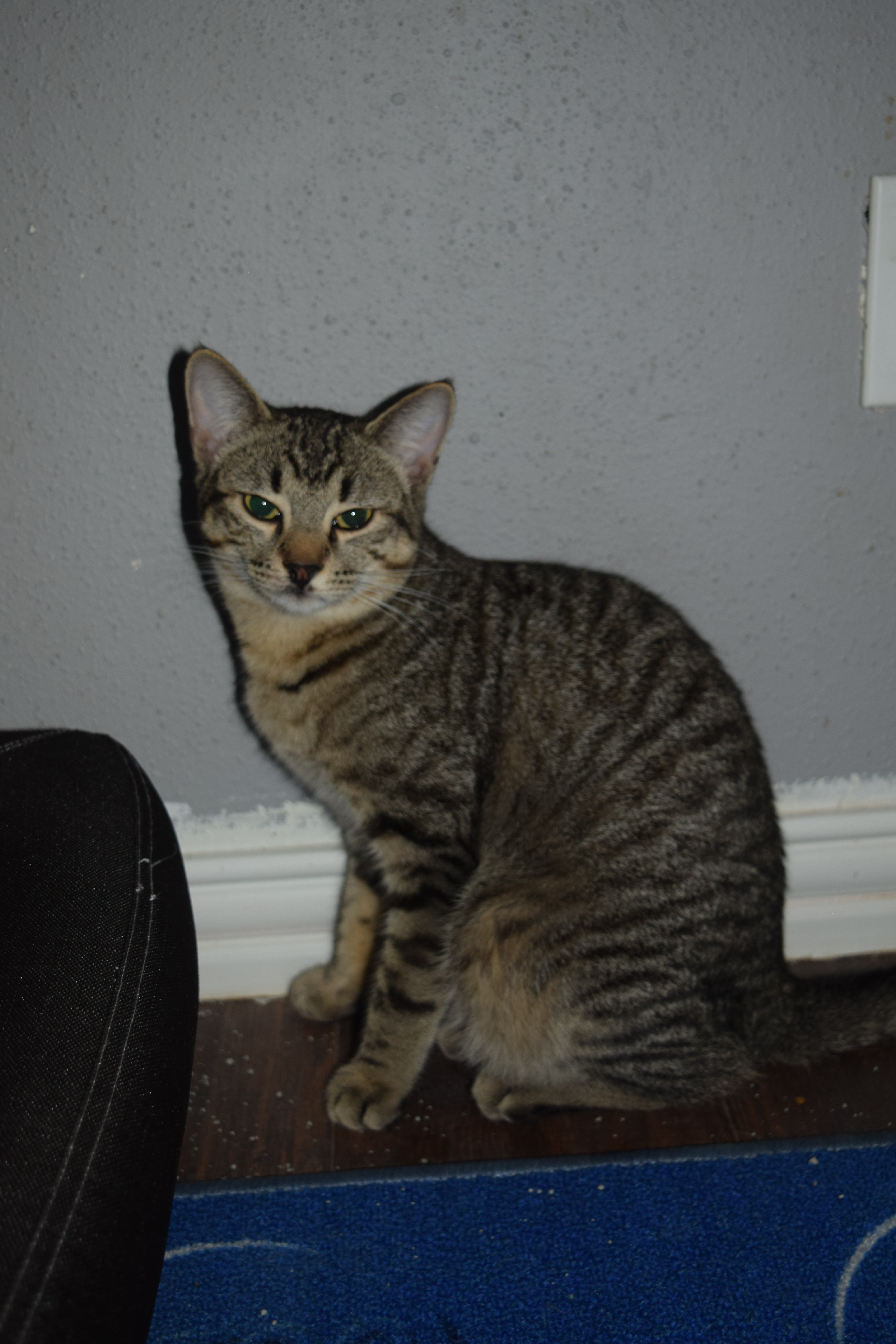 Butch, an adoptable Domestic Short Hair in RICHMOND, TX, 77406 | Photo Image 2