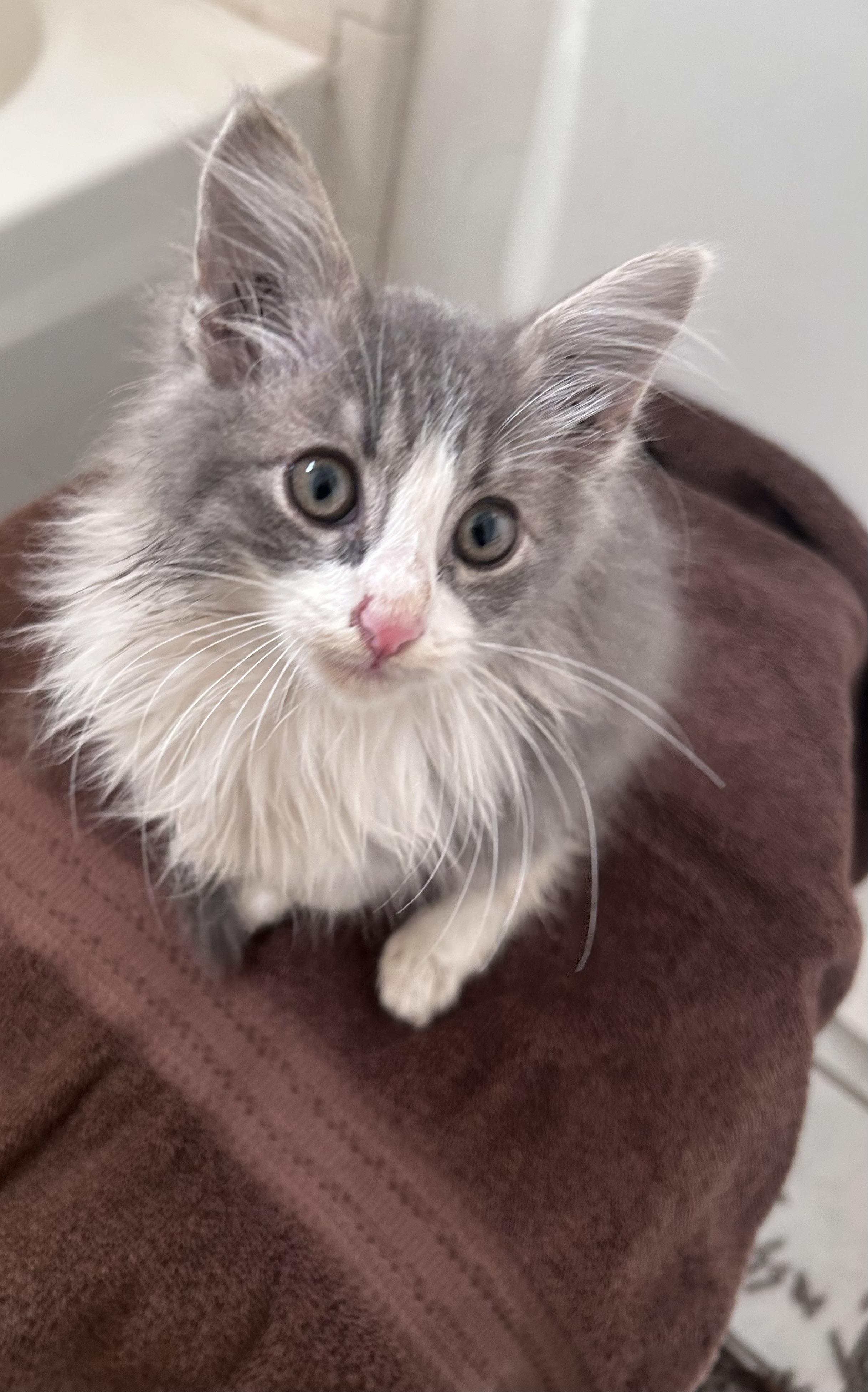 Howie, adopted, Kitten Male Domestic Long Hair.