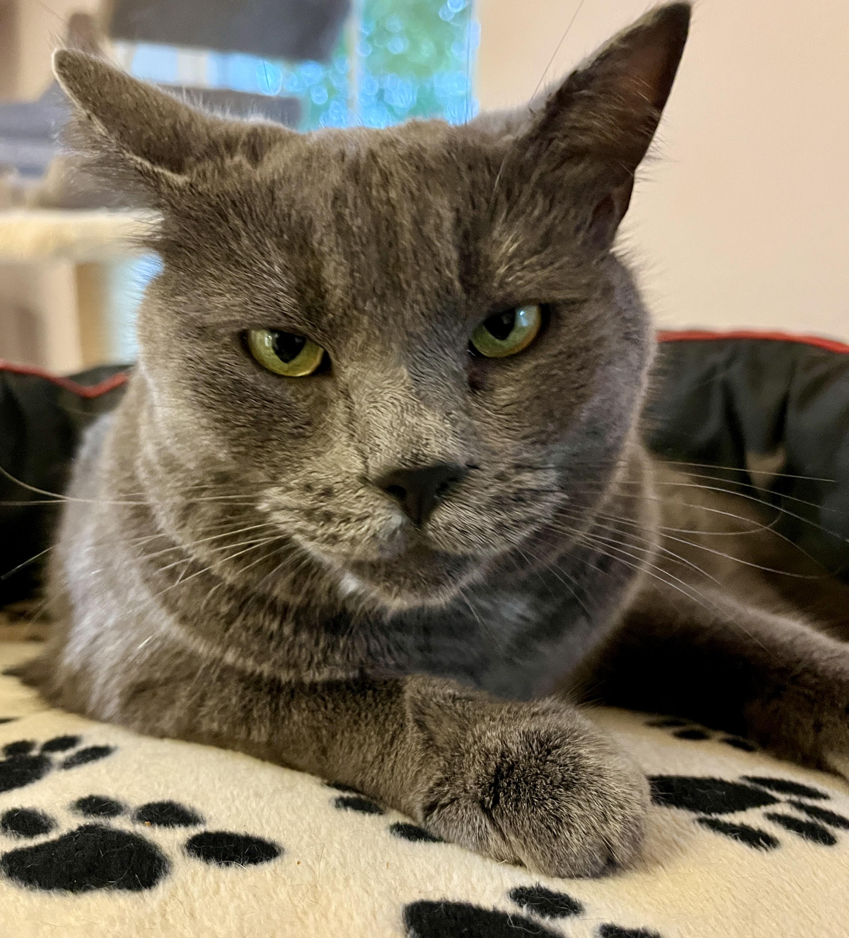 LÉNINE (CR/S), Adopted, Adult Male Domestic Short Hair & Russian Blue.