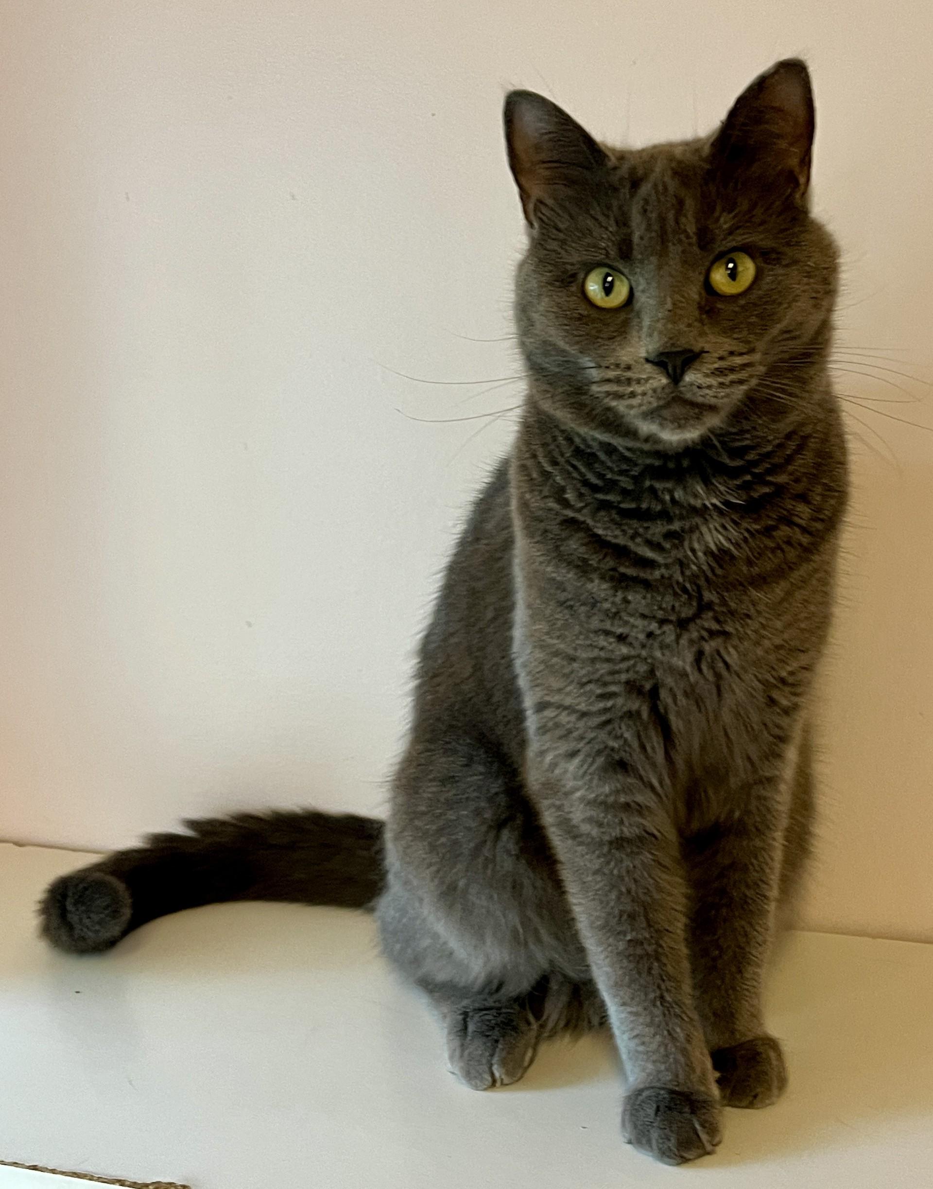 Enlarge LÉNINE (CR/S), a Adopted mixed breed in Sainte-Angele-de-Monnoir, QC image 5/6