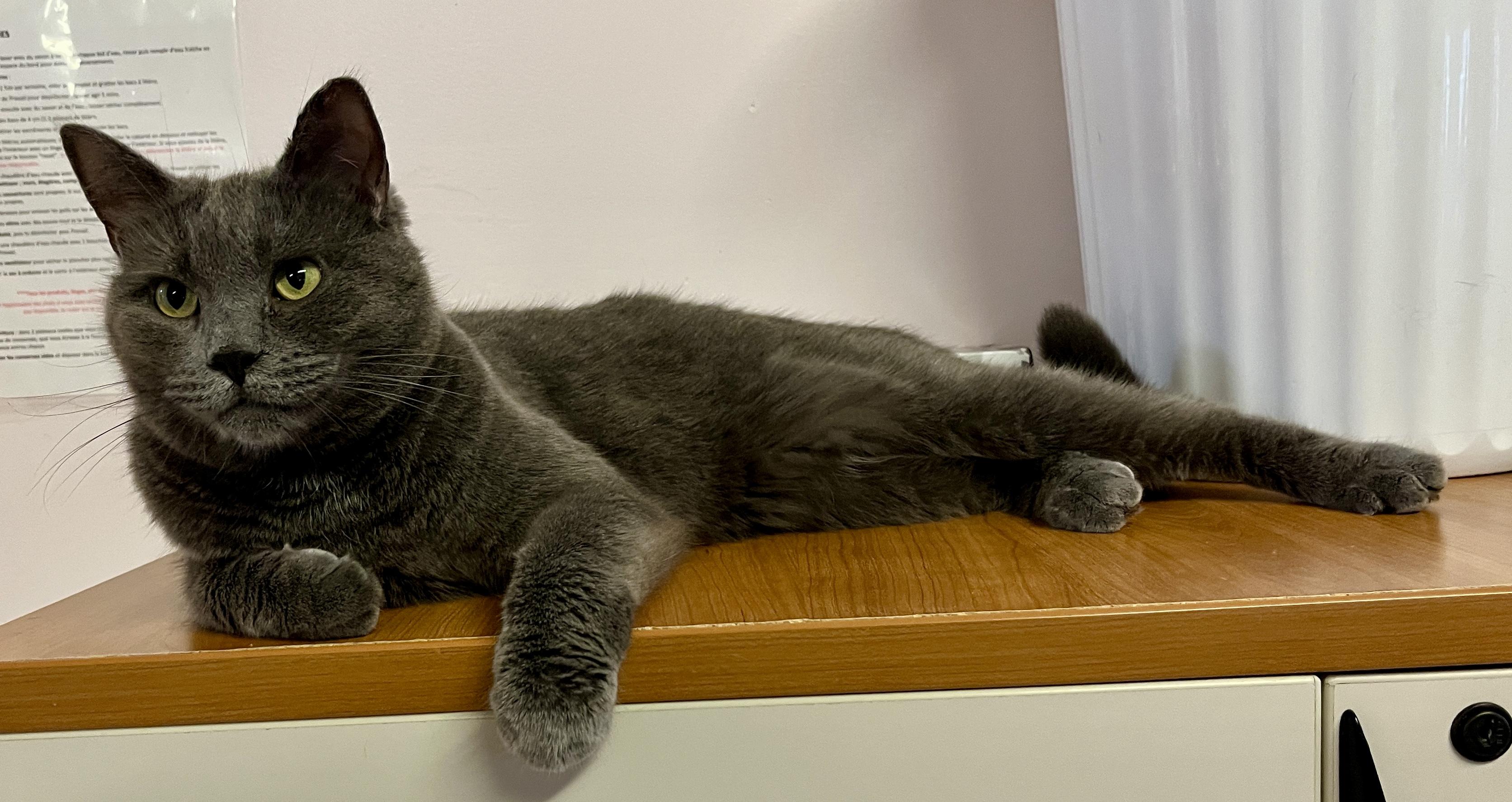 Enlarge LÉNINE (CR/S), a Adopted mixed breed in Sainte-Angele-de-Monnoir, QC image 6/6