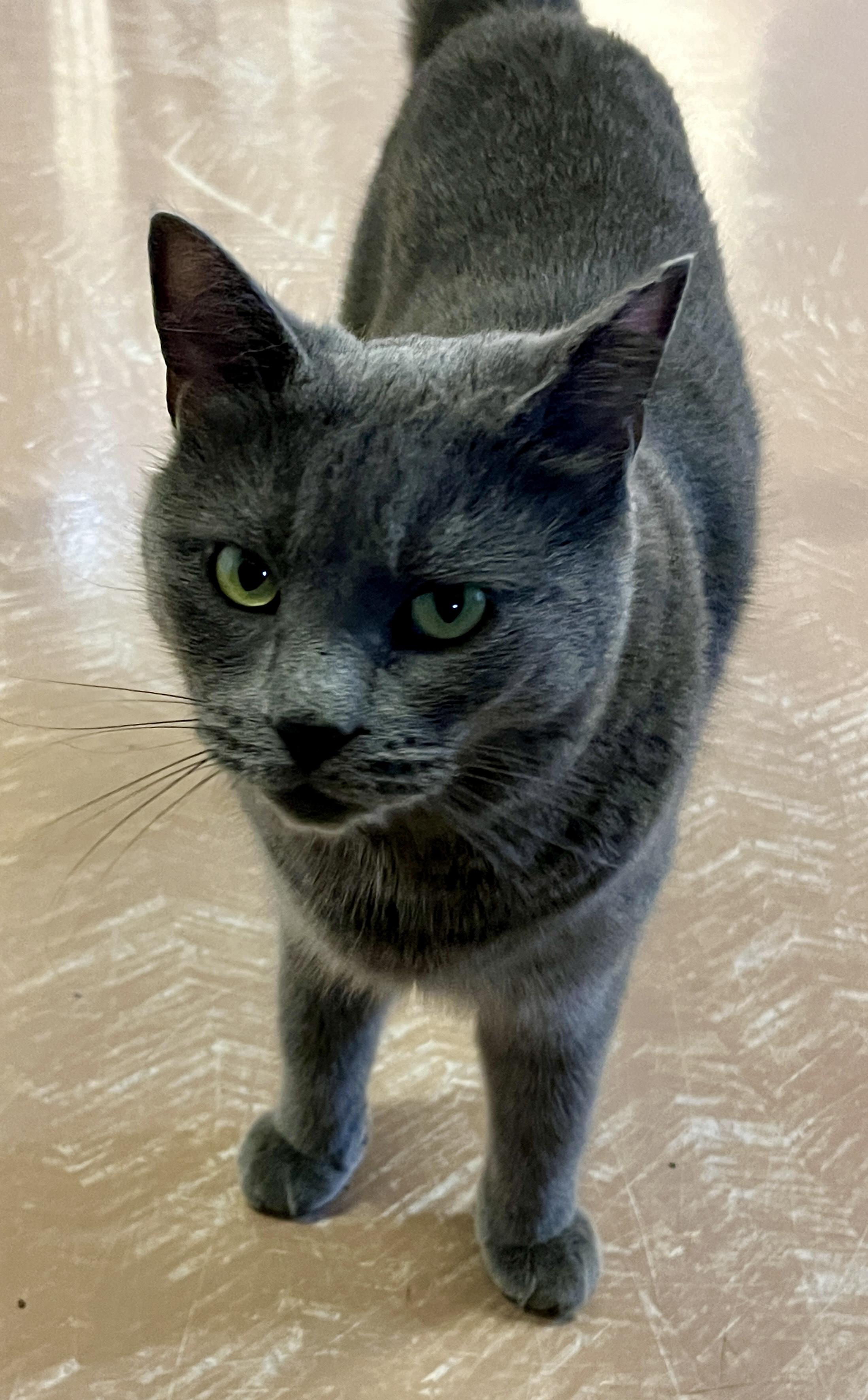 Enlarge LÉNINE (CR/S), a Adopted mixed breed in Sainte-Angele-de-Monnoir, QC image 4/6
