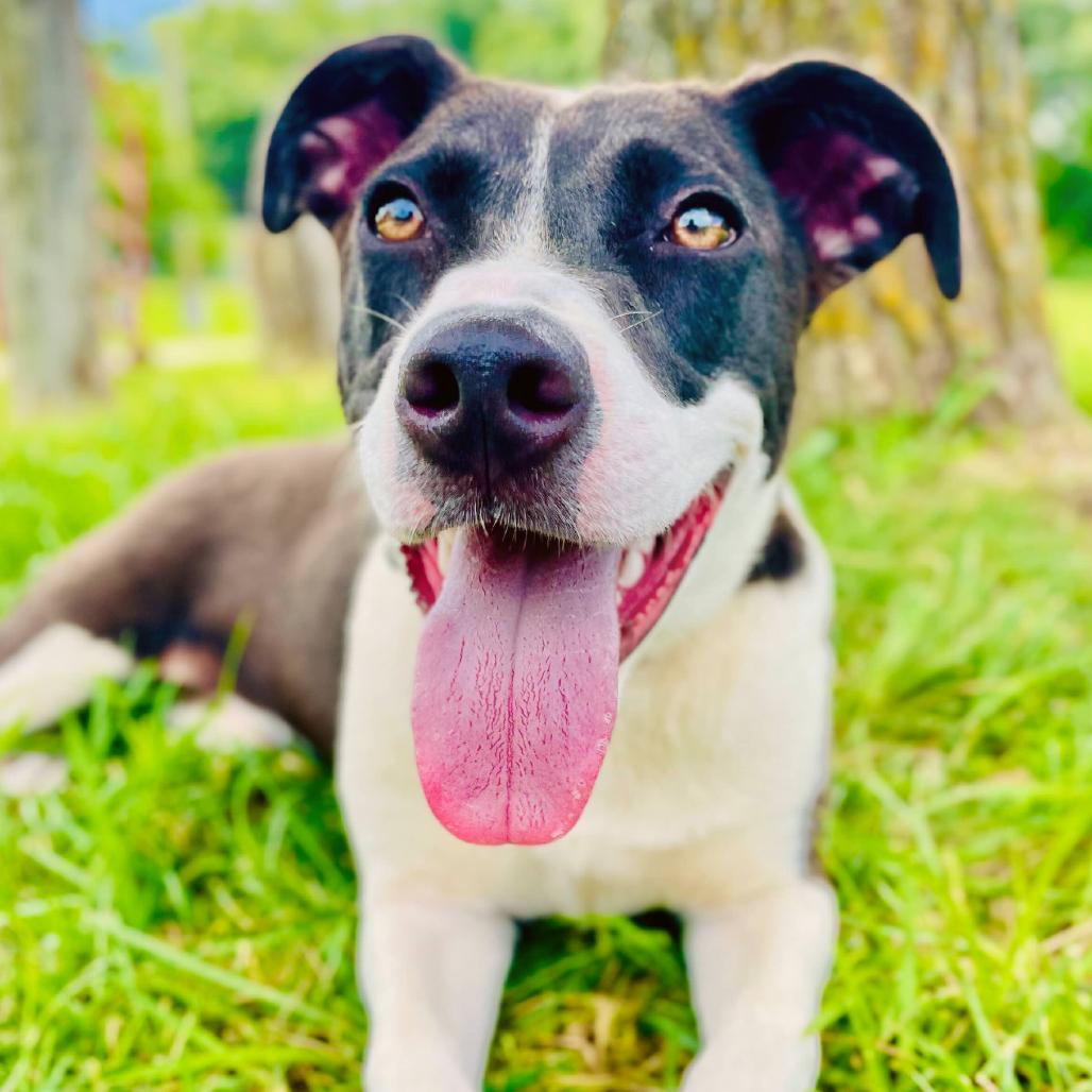 Enlarge Oakley, a Adoptable Terrier in Lebanon, MO image 4/4