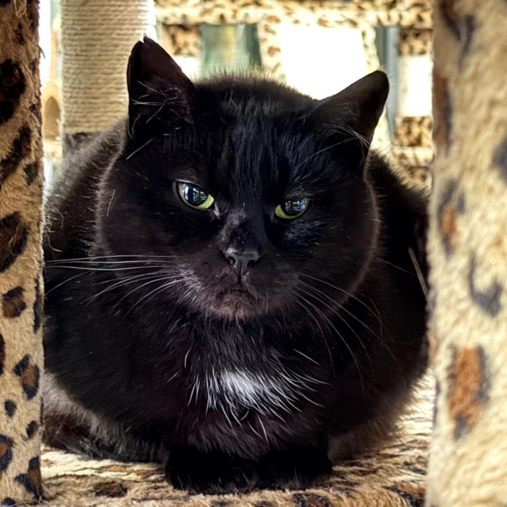 Skittle — thumbnail 2