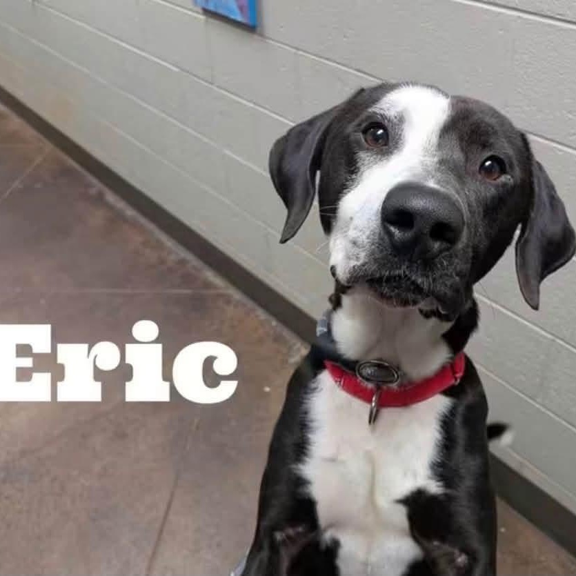 Eric, Adoptable, Young Male Labrador Retriever.