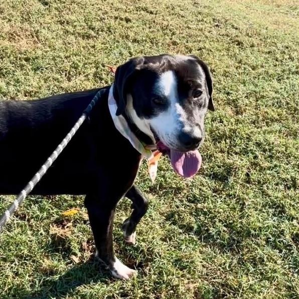 Enlarge Eric, a Adoptable mixed breed in Williston, VT image 2/4