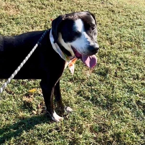 Enlarge Eric, a Adoptable mixed breed in Williston, VT image 3/4